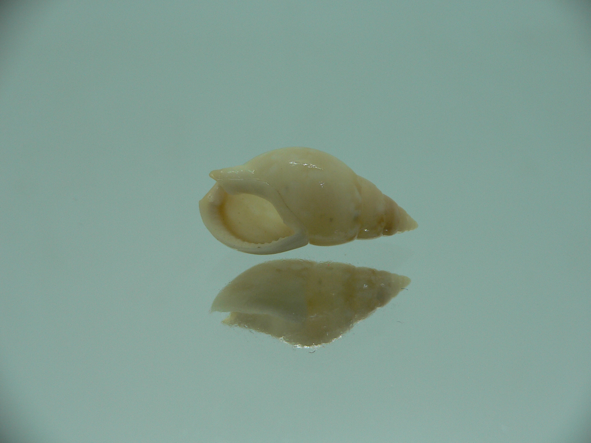 Nassarius multipunctatus RARE & BIG
