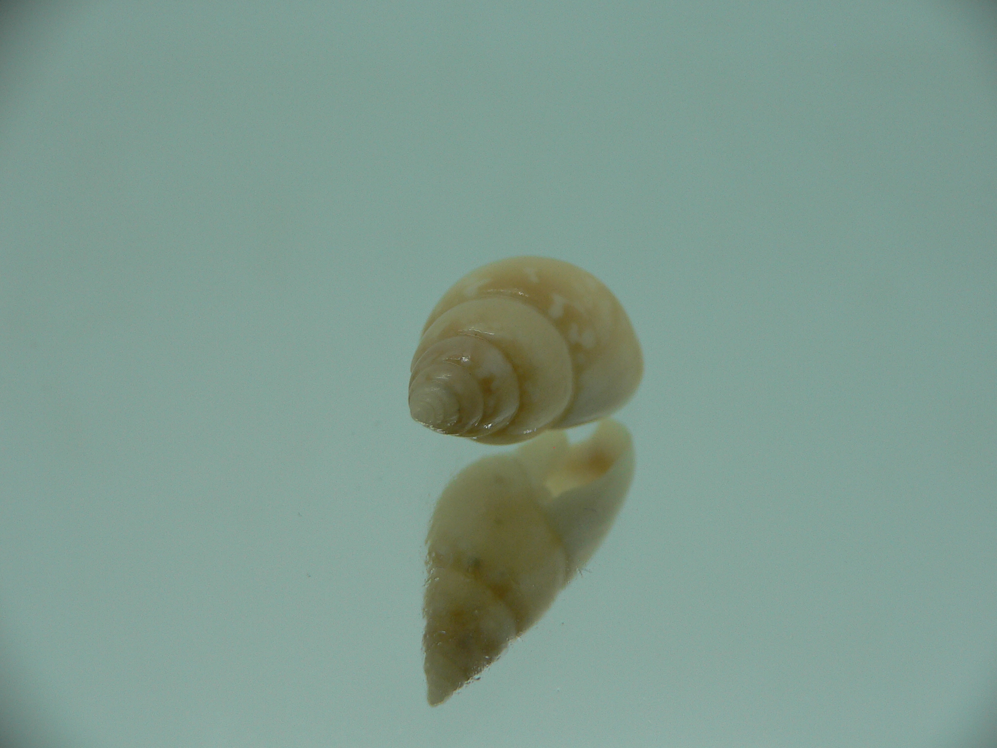 Nassarius multipunctatus RARE & BIG