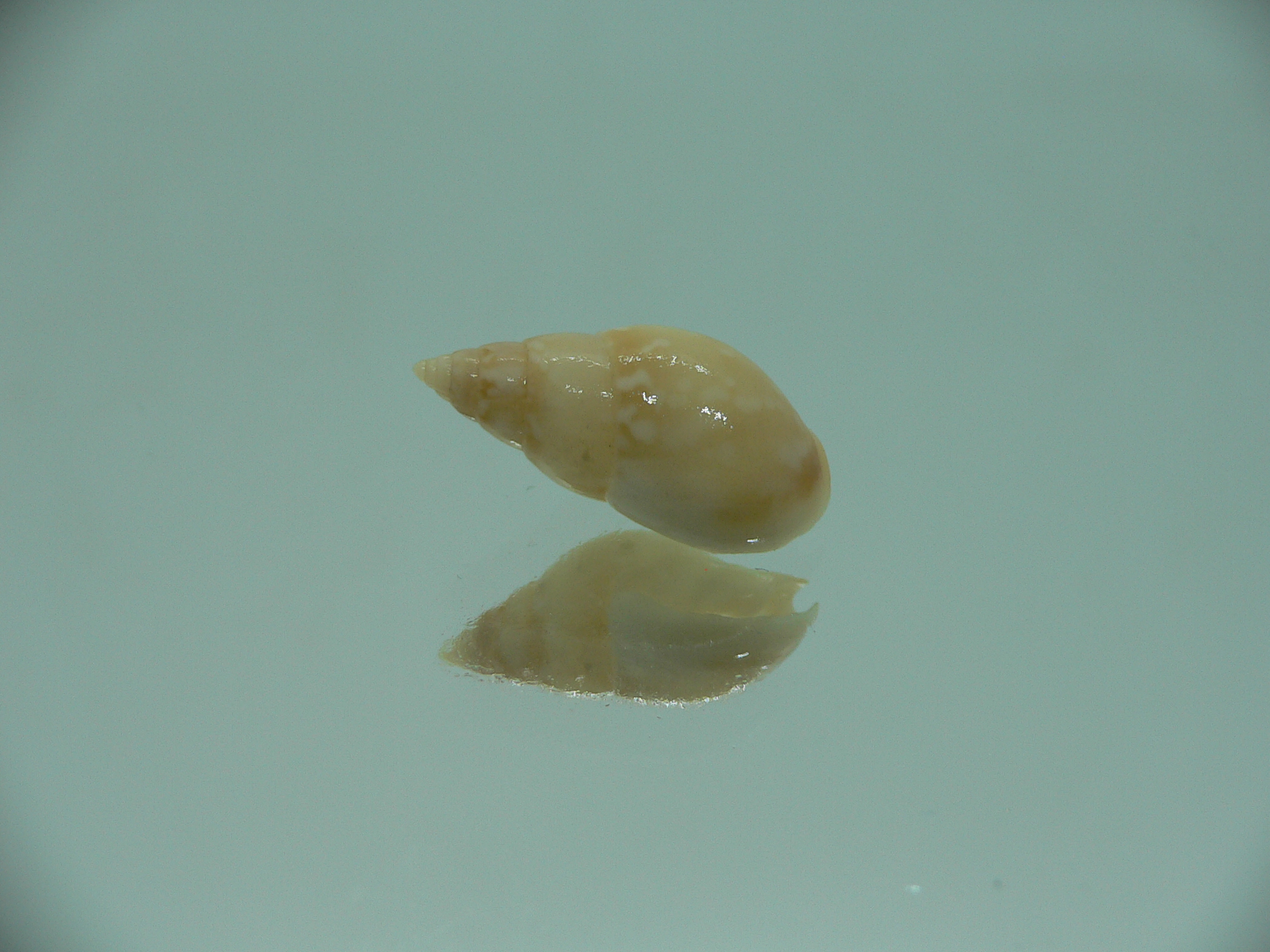 Nassarius multipunctatus RARE & BIG