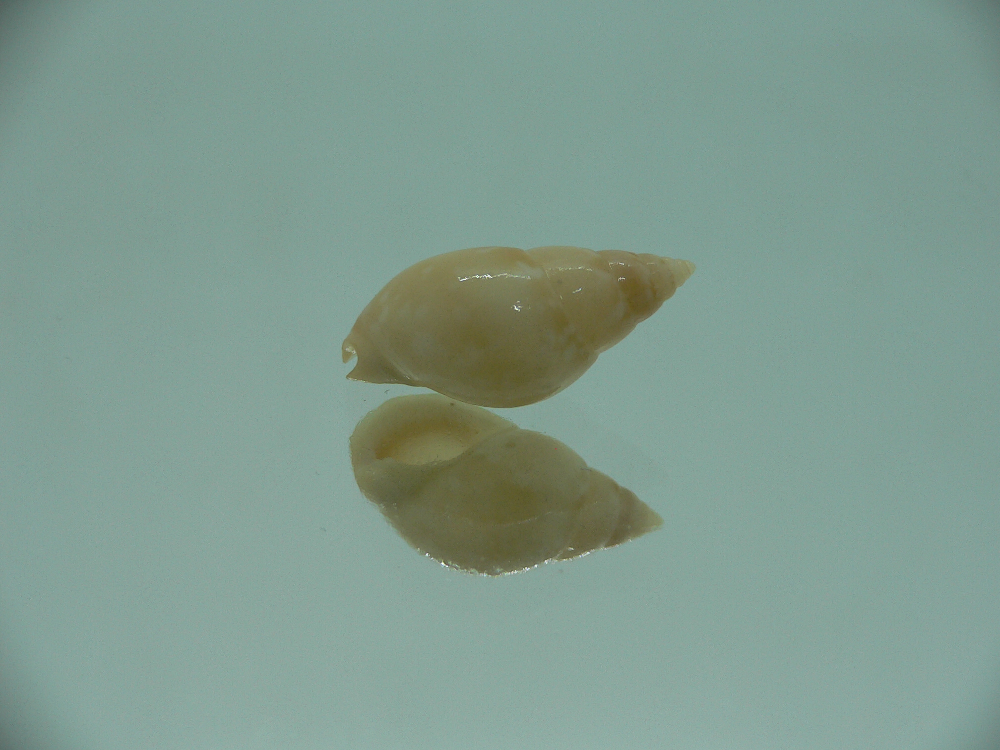 Nassarius multipunctatus RARE & BIG