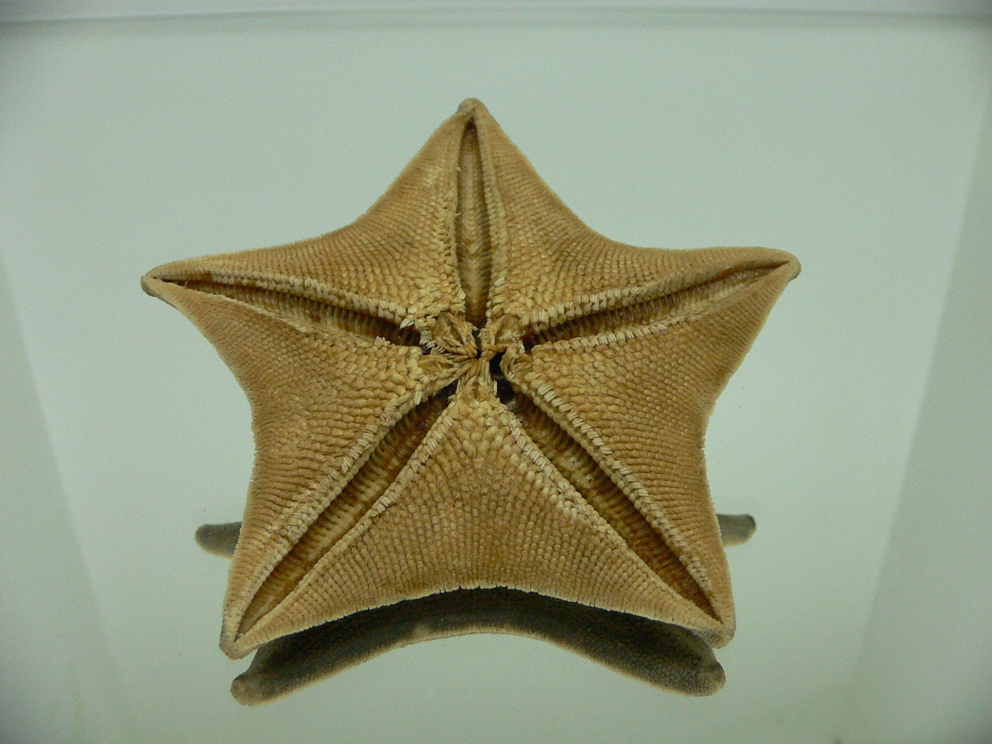 Patiria pectinifera 7