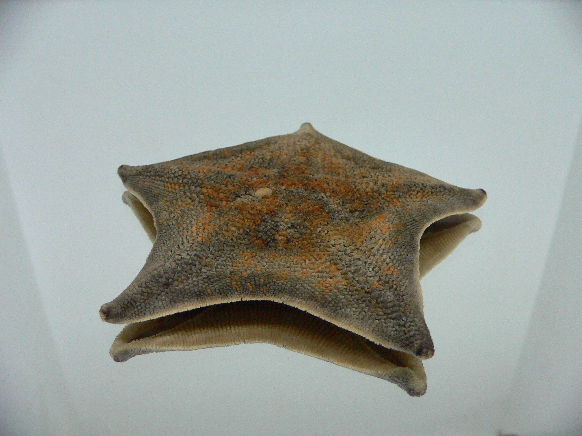 Patiria pectinifera 7