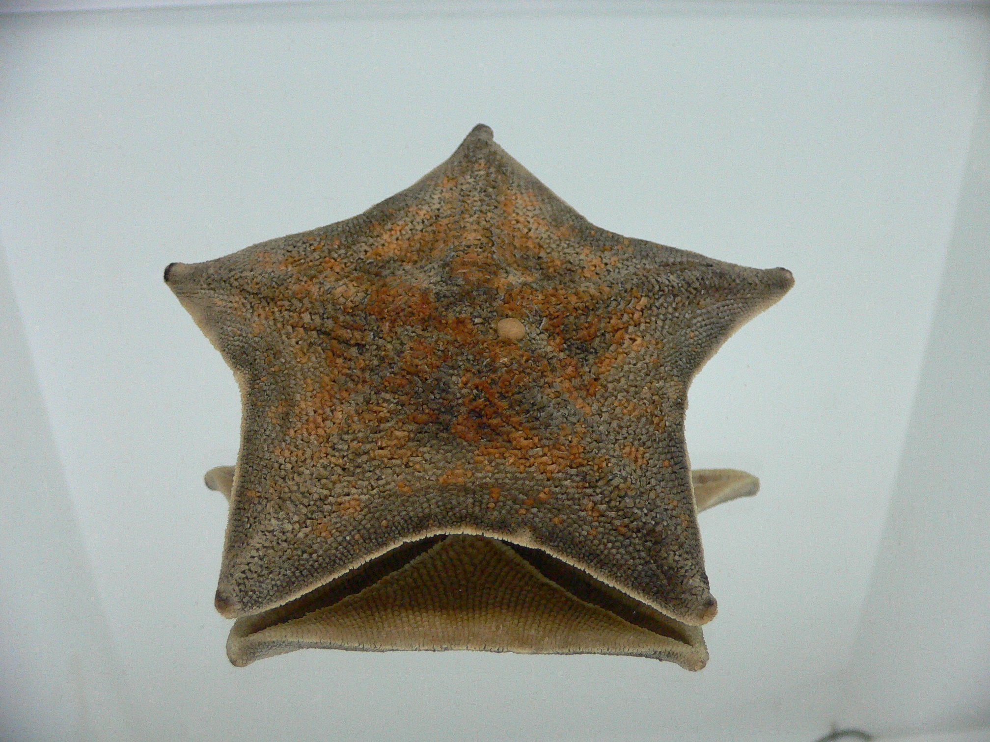 Patiria pectinifera 7