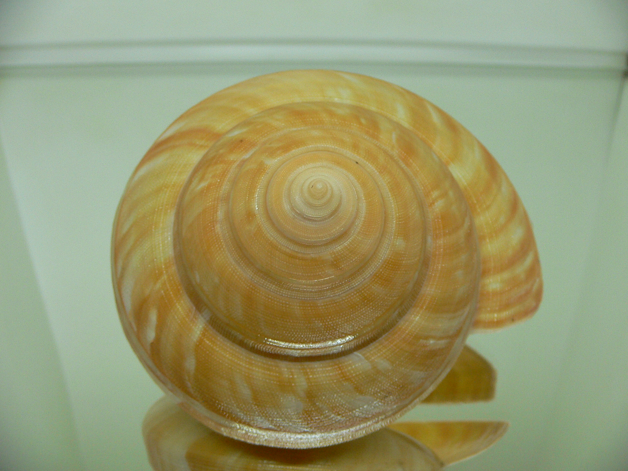 Bayerotrochus teramachii GOLD