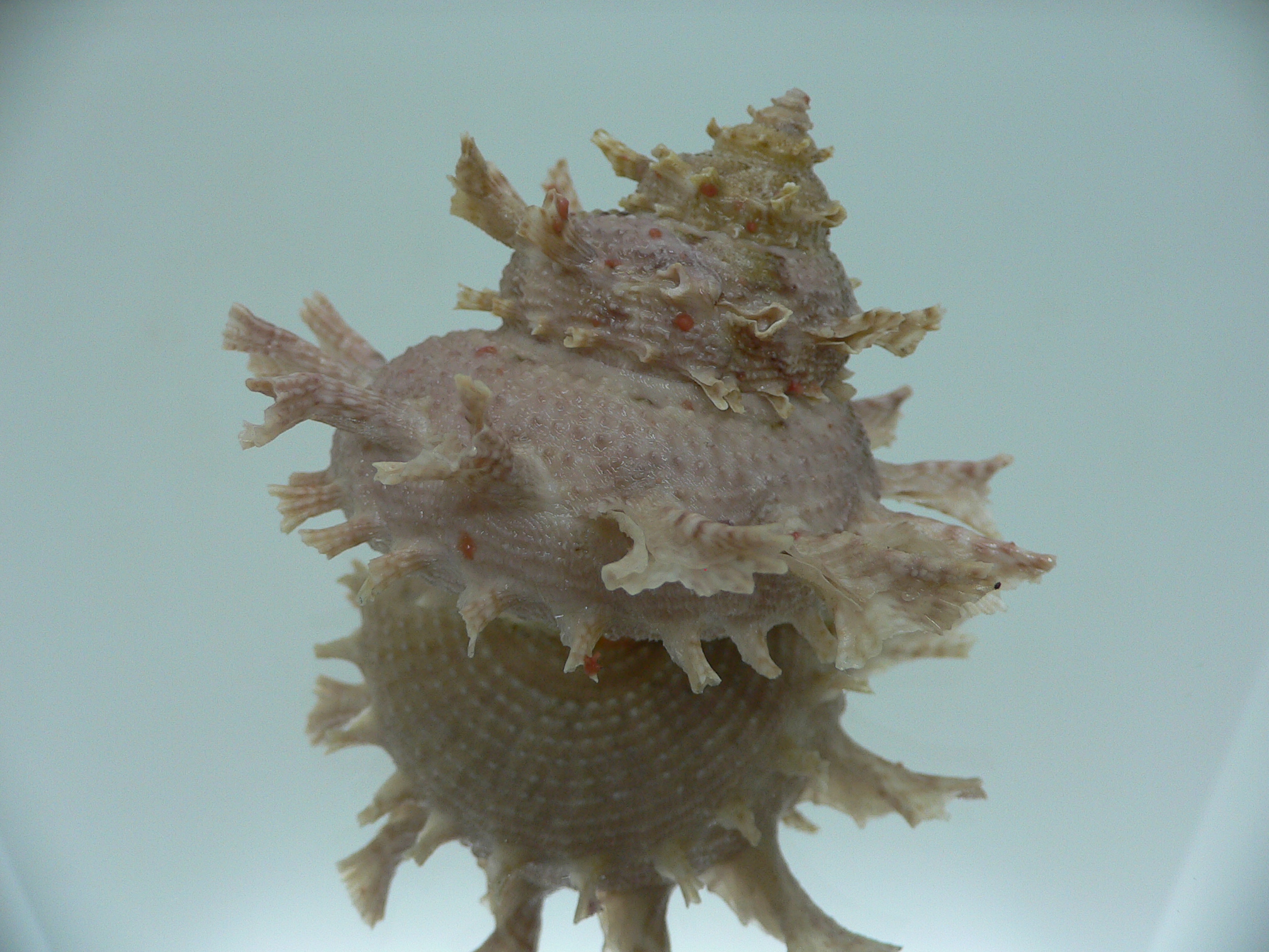 Harisazaea girgyllus BIG & SUPER
