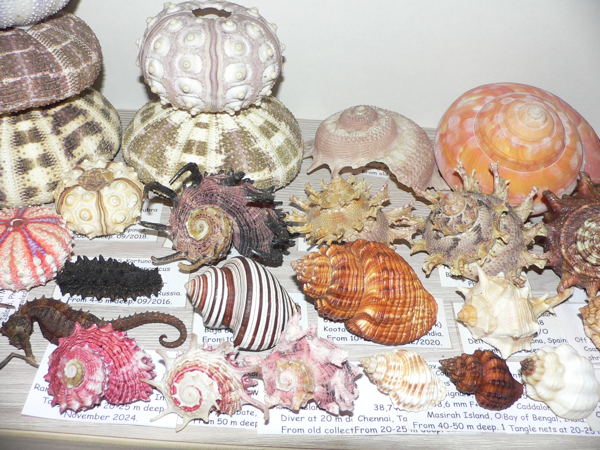 Harisazaea girgyllus BIG & SUPER