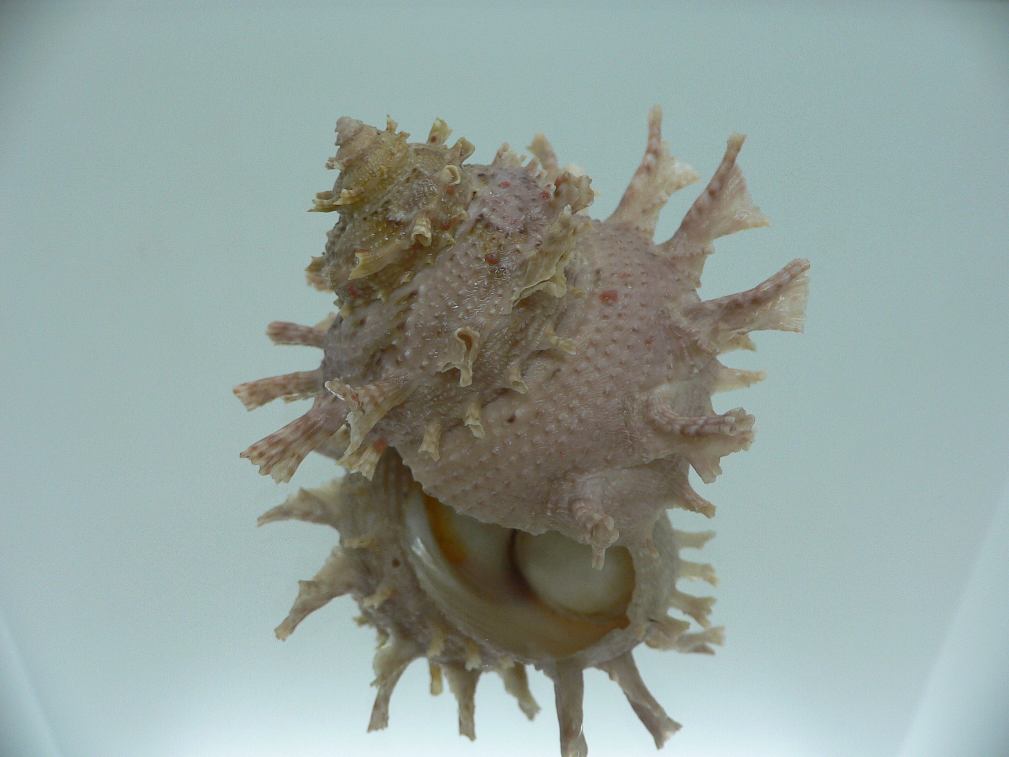 Harisazaea girgyllus BIG & SUPER