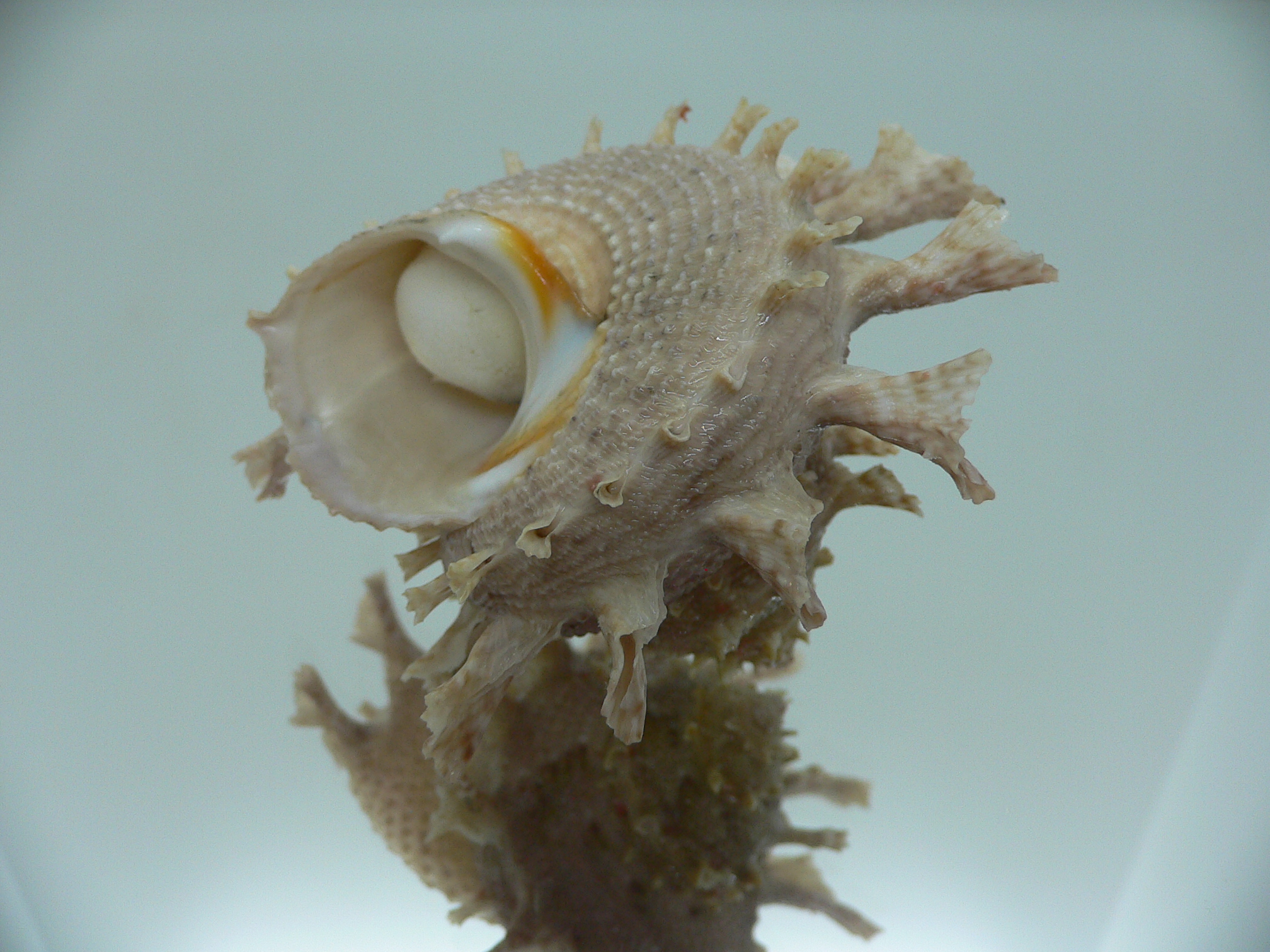 Harisazaea girgyllus BIG & SUPER