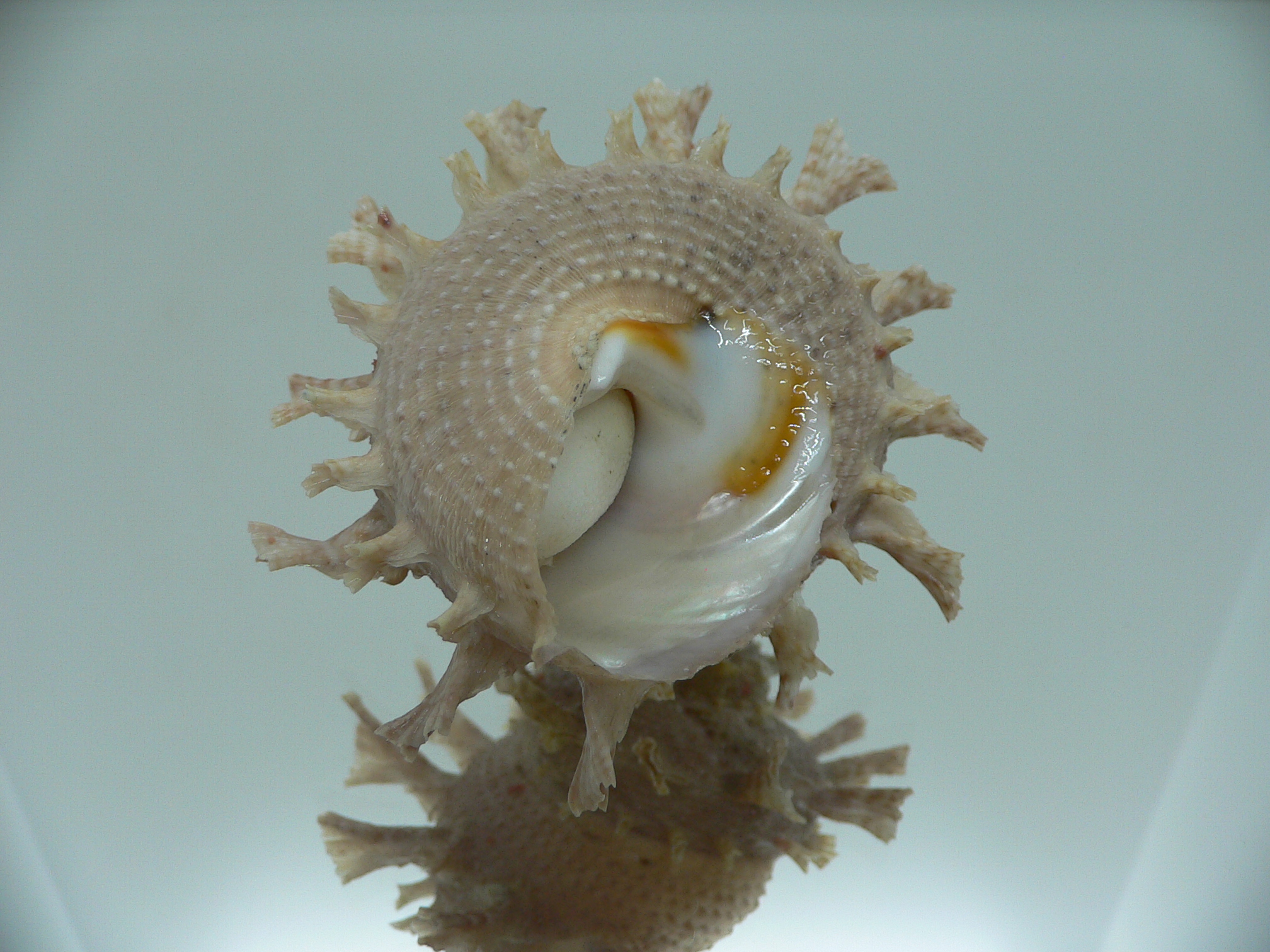 Harisazaea girgyllus BIG & SUPER