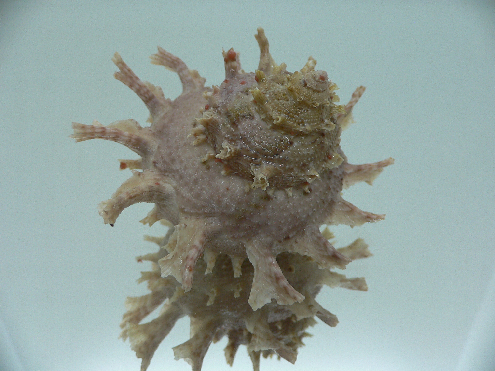Harisazaea girgyllus BIG & SUPER