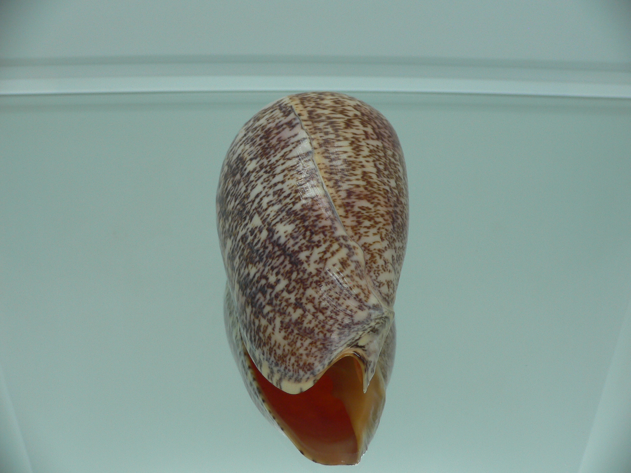 Amoria exoptanda VERY BIG ENDEMIC