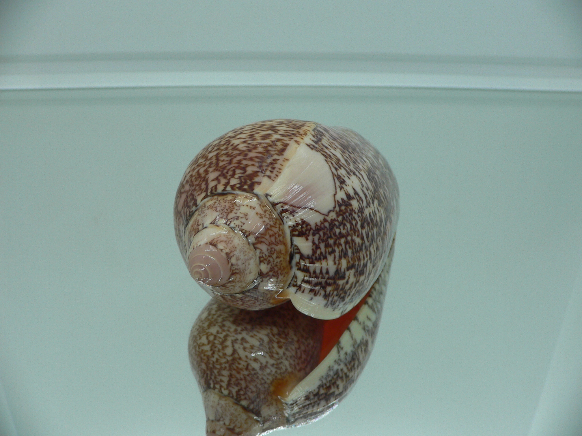 Amoria exoptanda VERY BIG ENDEMIC