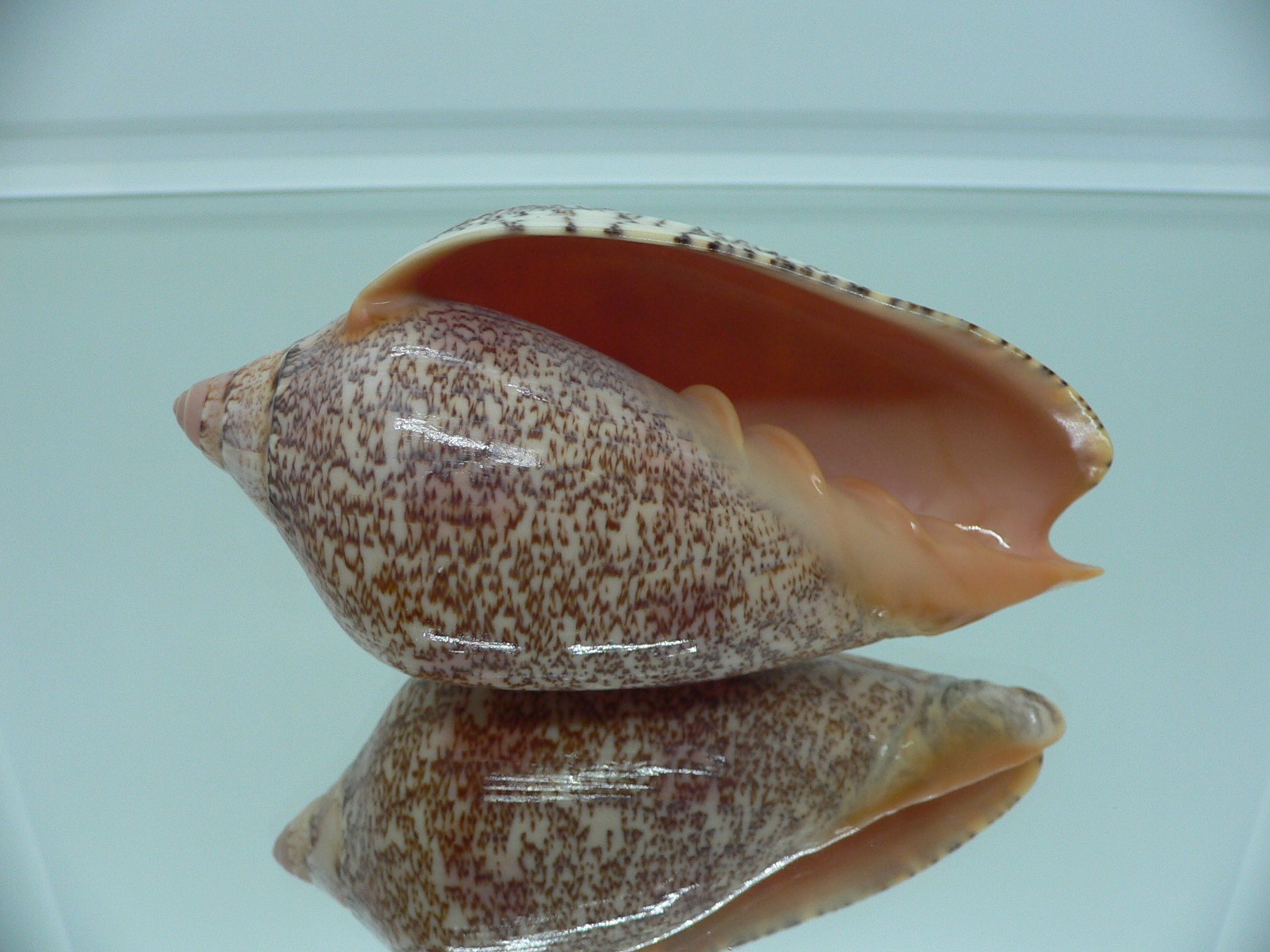 Amoria exoptanda VERY BIG ENDEMIC