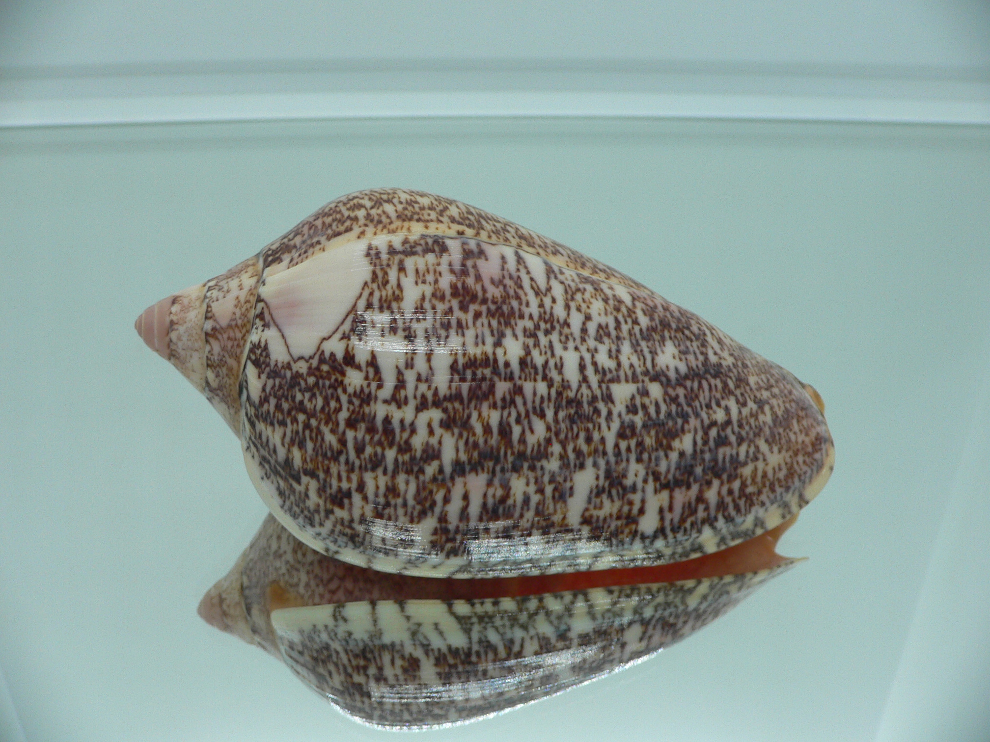 Amoria exoptanda VERY BIG ENDEMIC