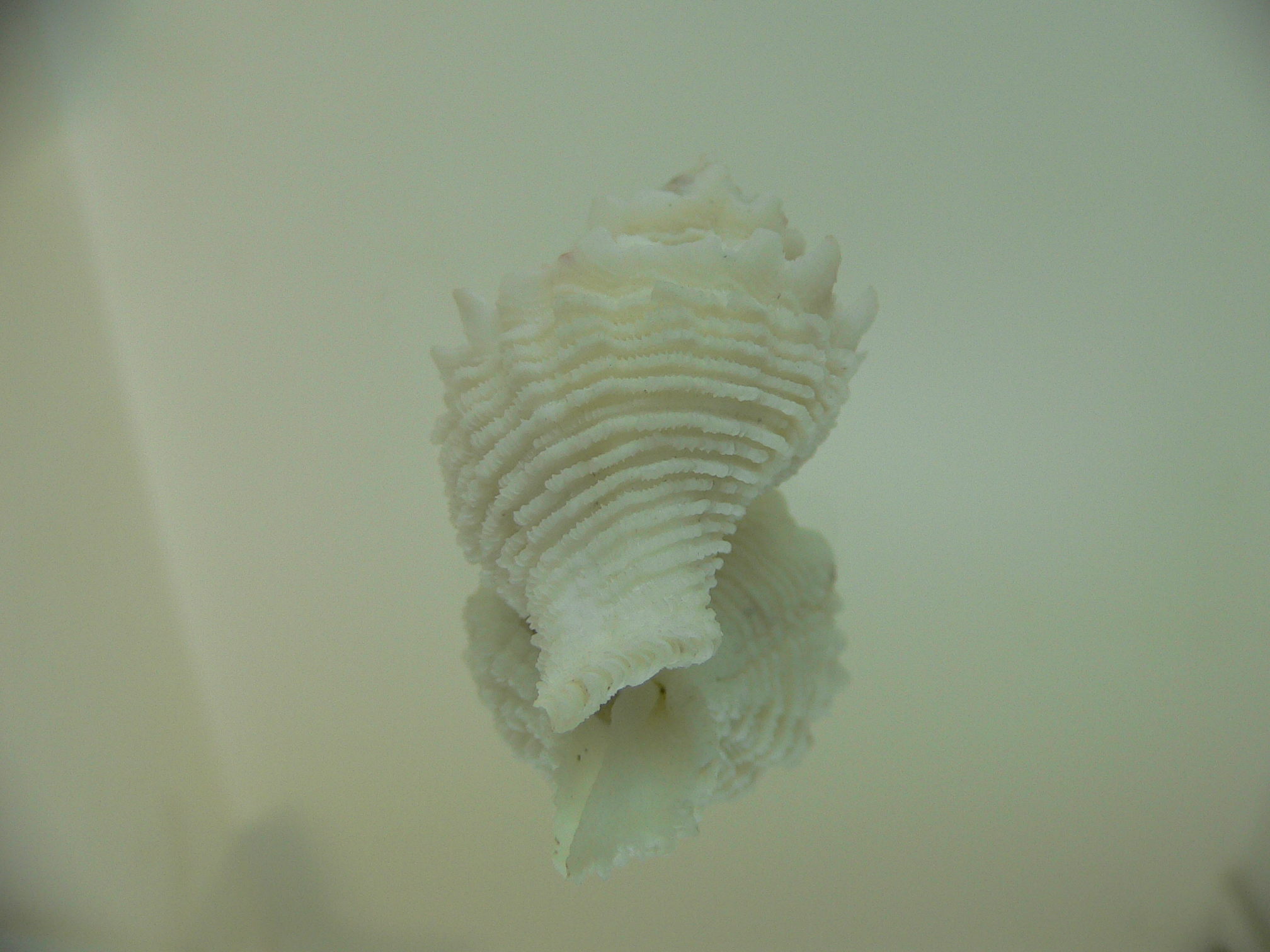 Babelomurex japonicus BIG, COLOR & THICK LIP