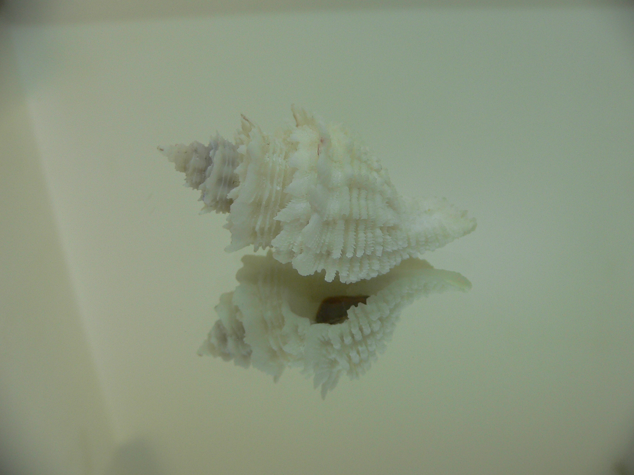 Babelomurex japonicus BIG, COLOR & THICK LIP