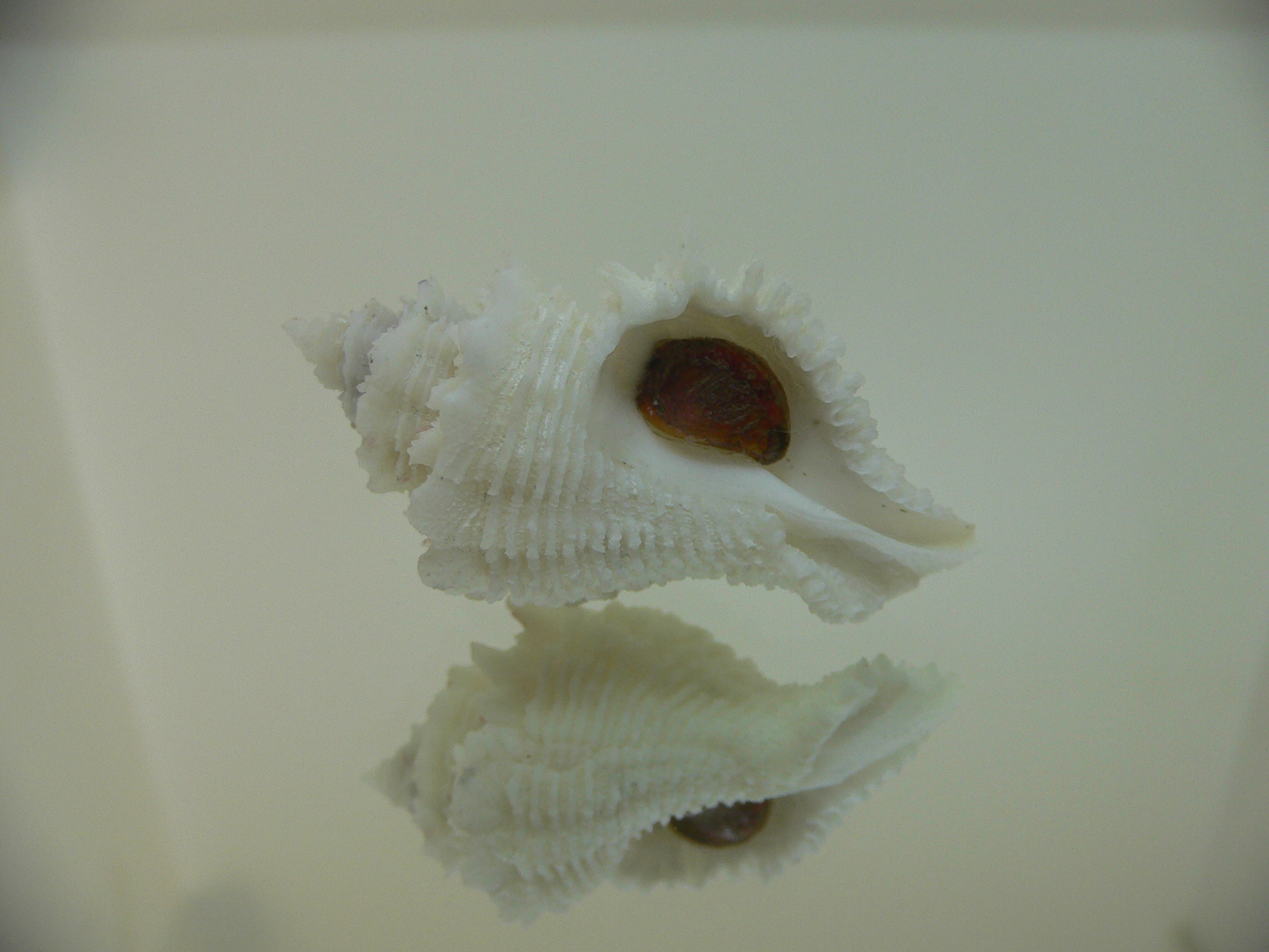 Babelomurex japonicus BIG, COLOR & THICK LIP