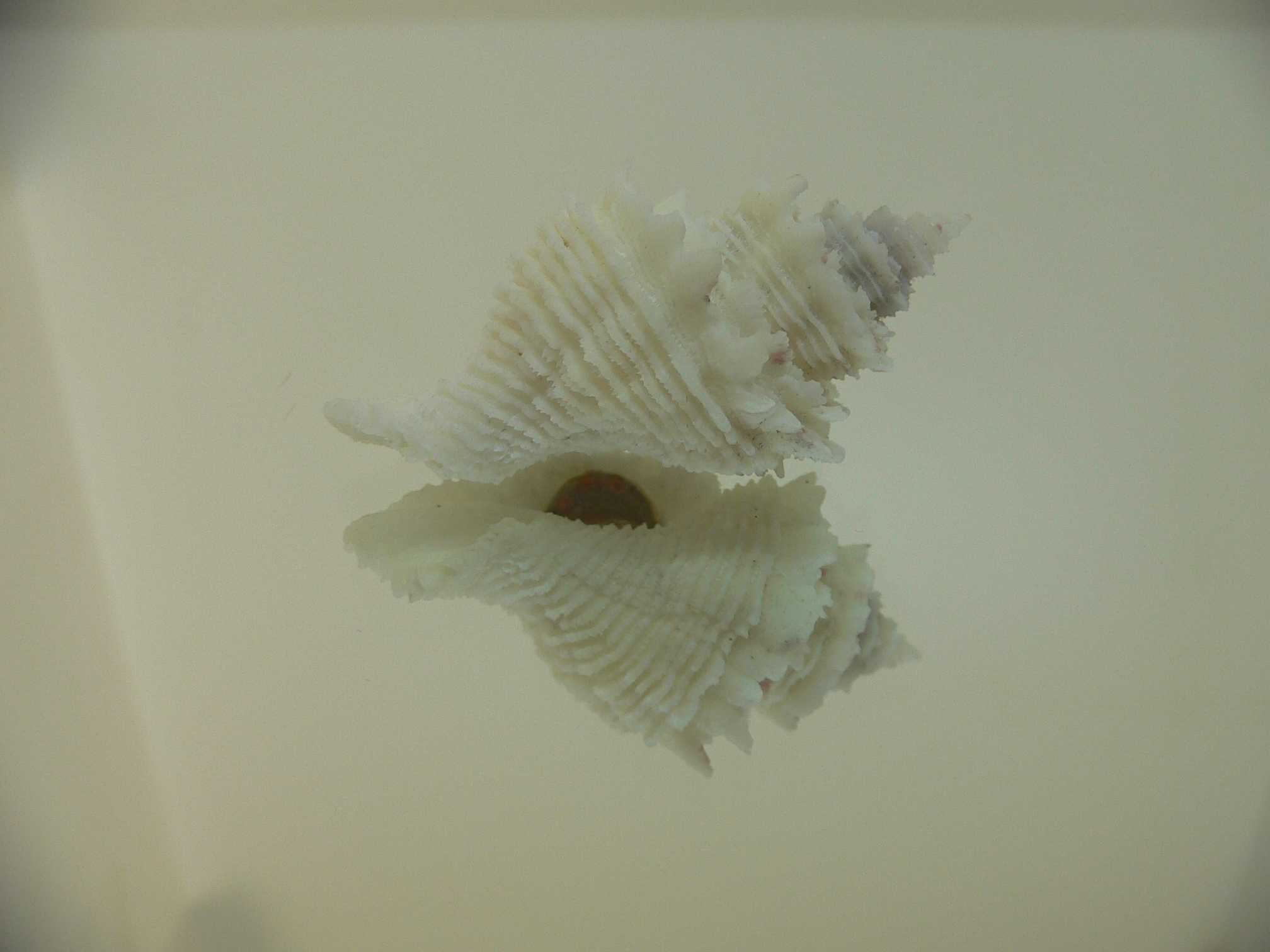 Babelomurex japonicus BIG, COLOR & THICK LIP