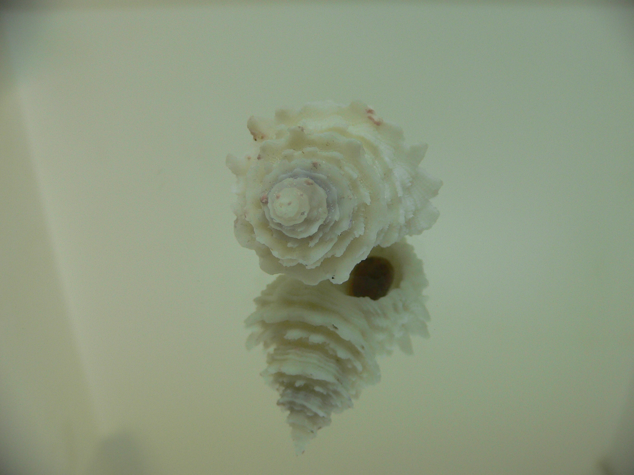 Babelomurex japonicus BIG, COLOR & THICK LIP