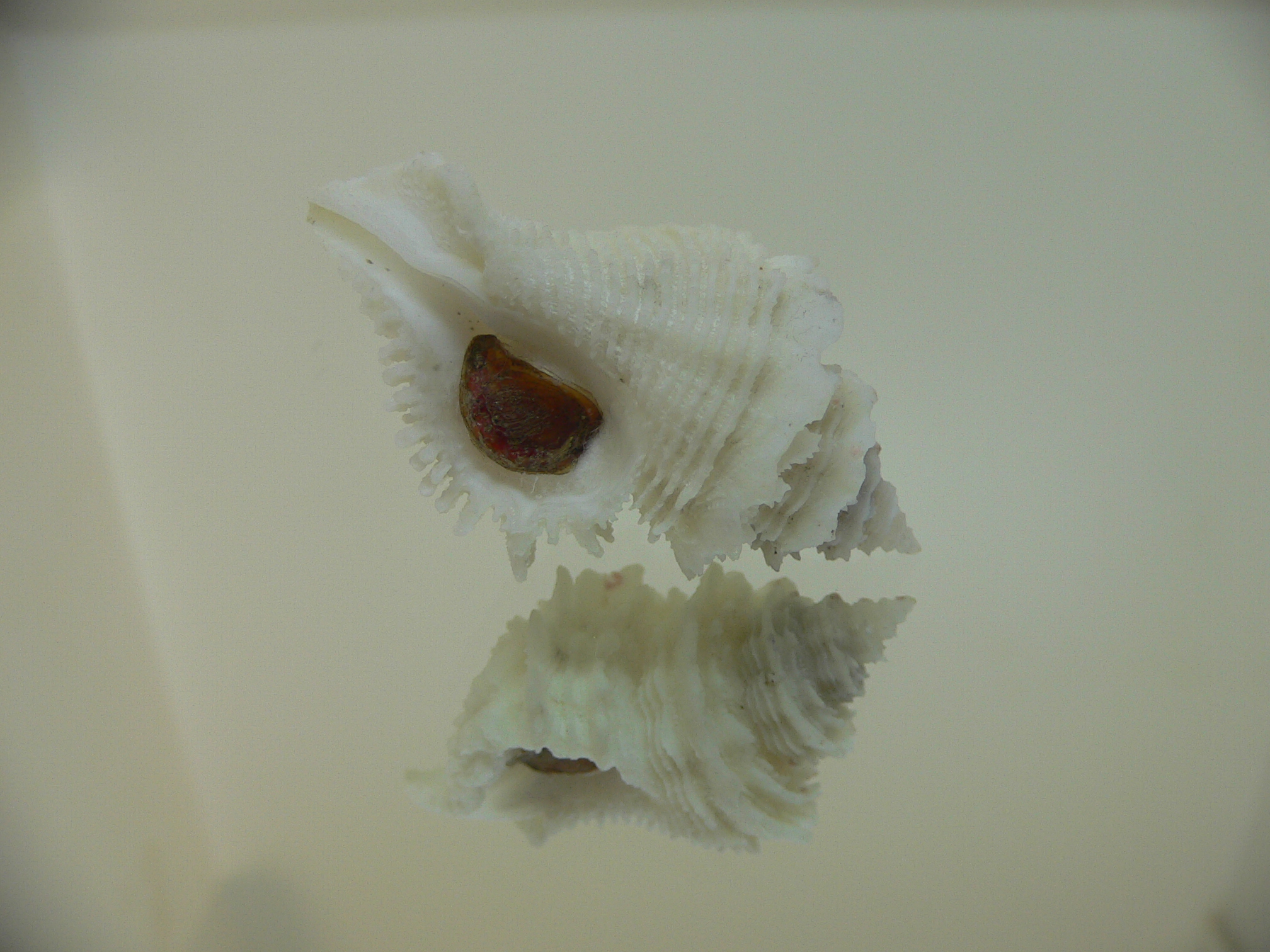 Babelomurex japonicus BIG, COLOR & THICK LIP