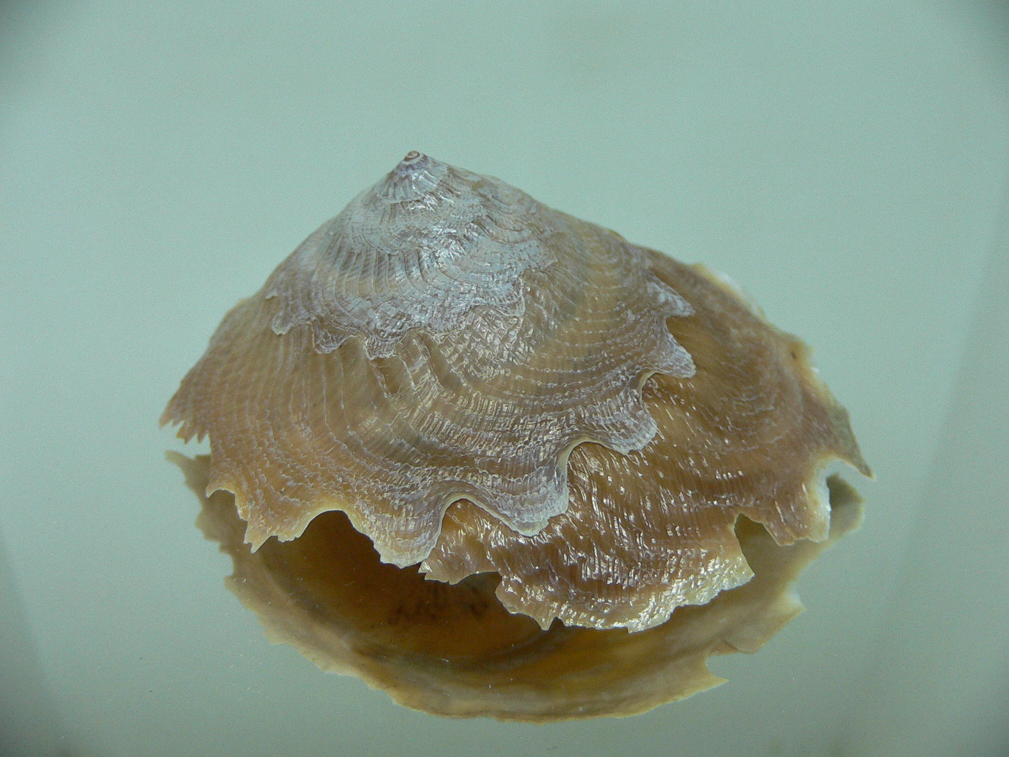 Onustus exutus 1