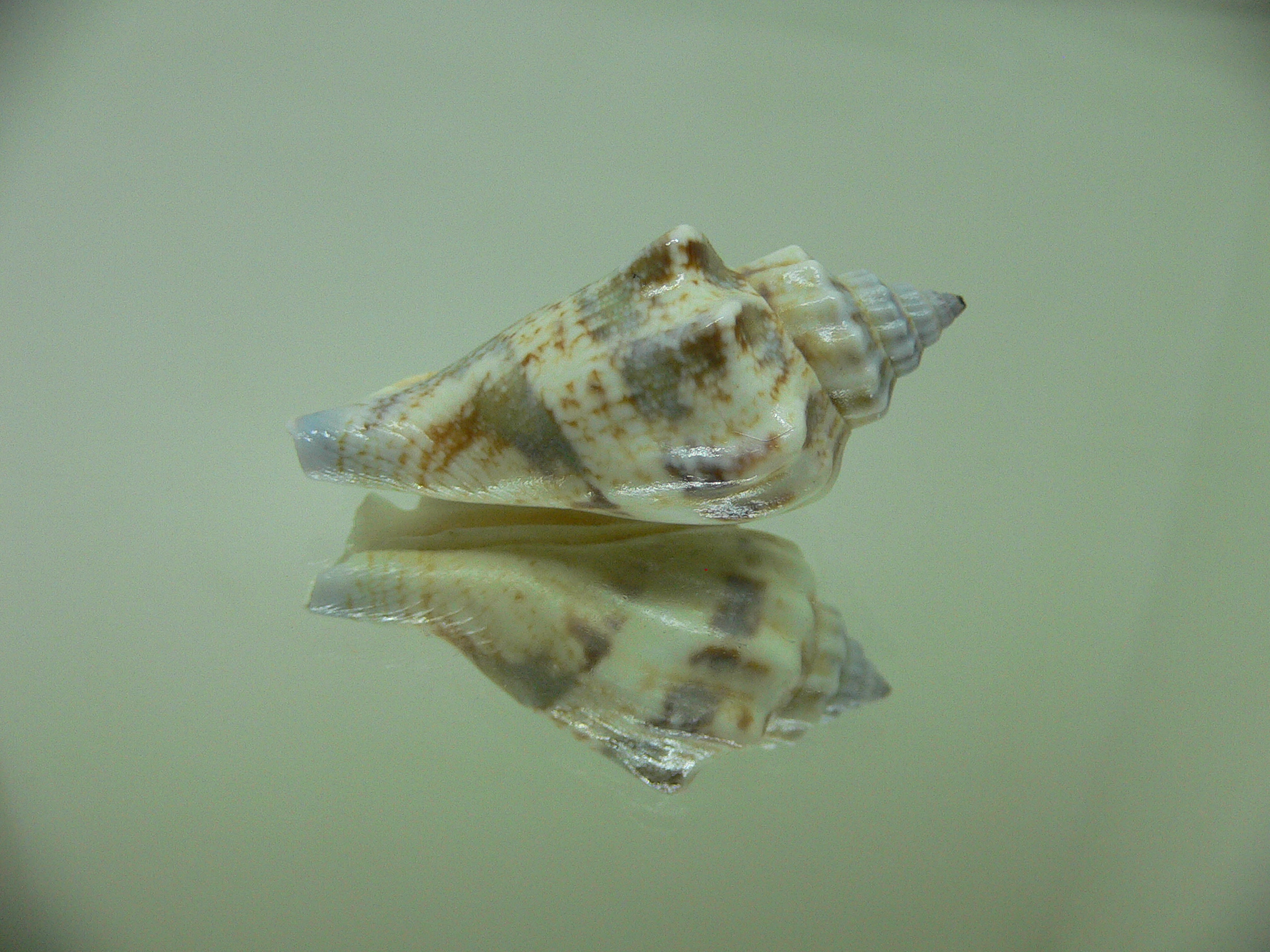 Strombus urceus incisum + labiatum 1