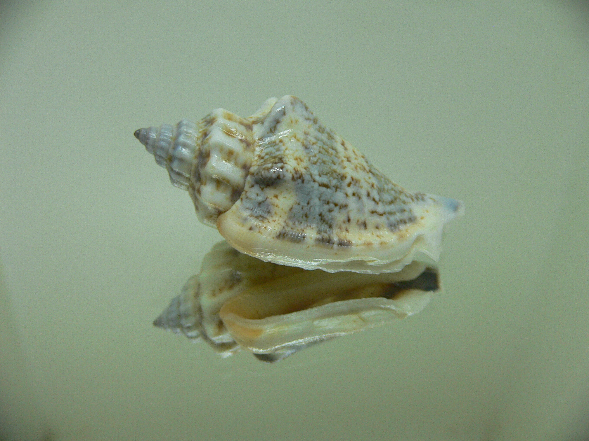 Strombus urceus incisum + labiatum 1