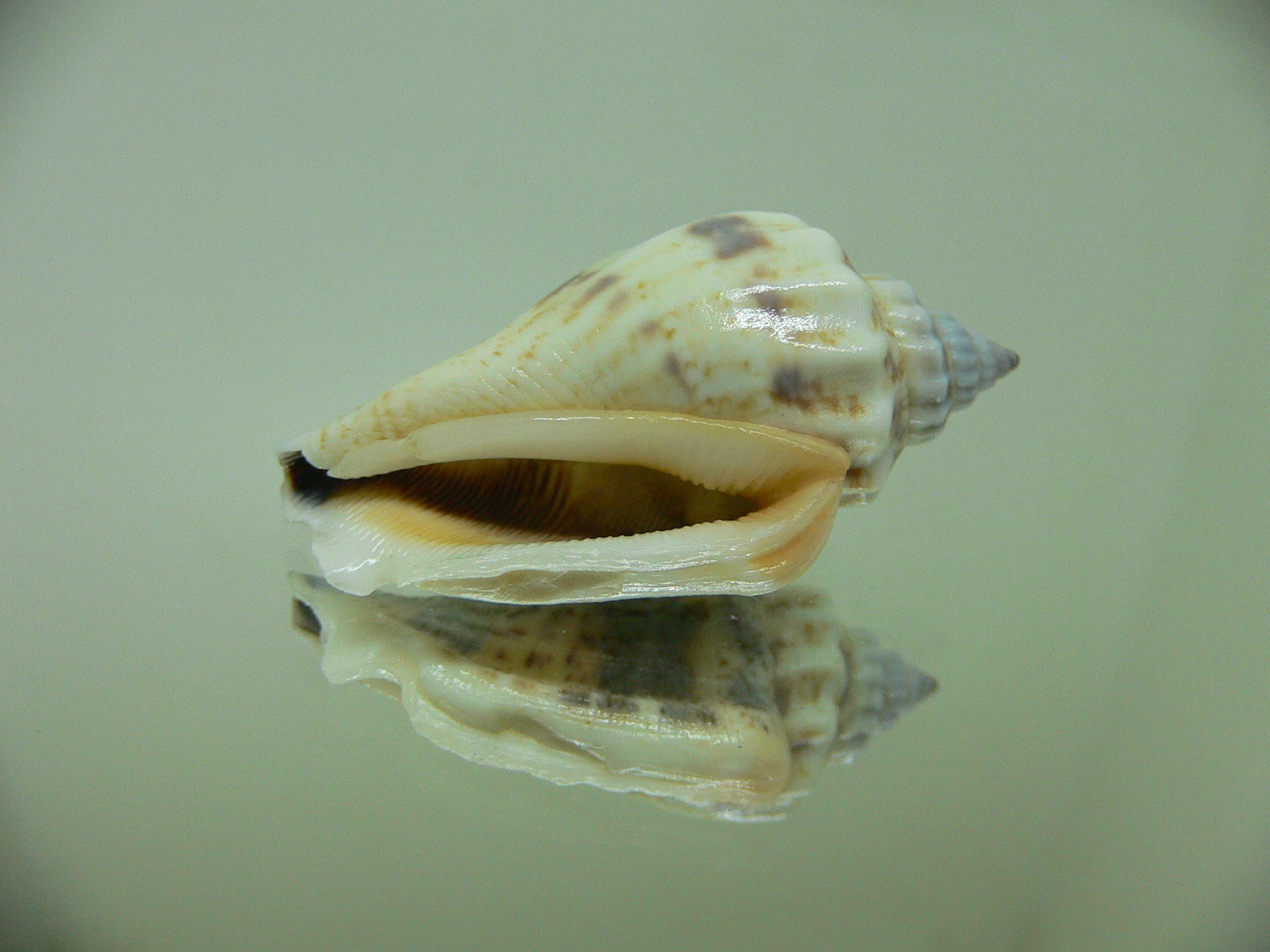 Strombus urceus incisum + labiatum 1