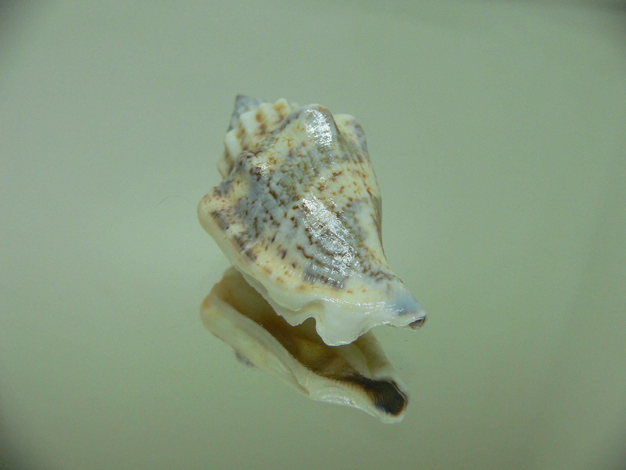 Strombus urceus incisum + labiatum 1