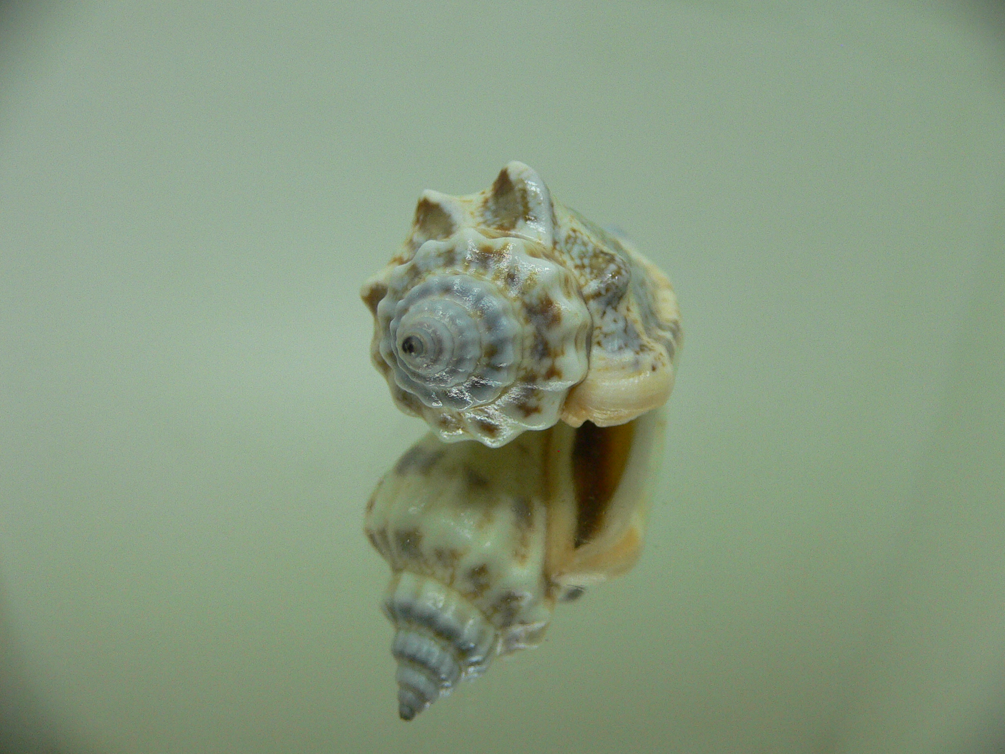 Strombus urceus incisum + labiatum 1