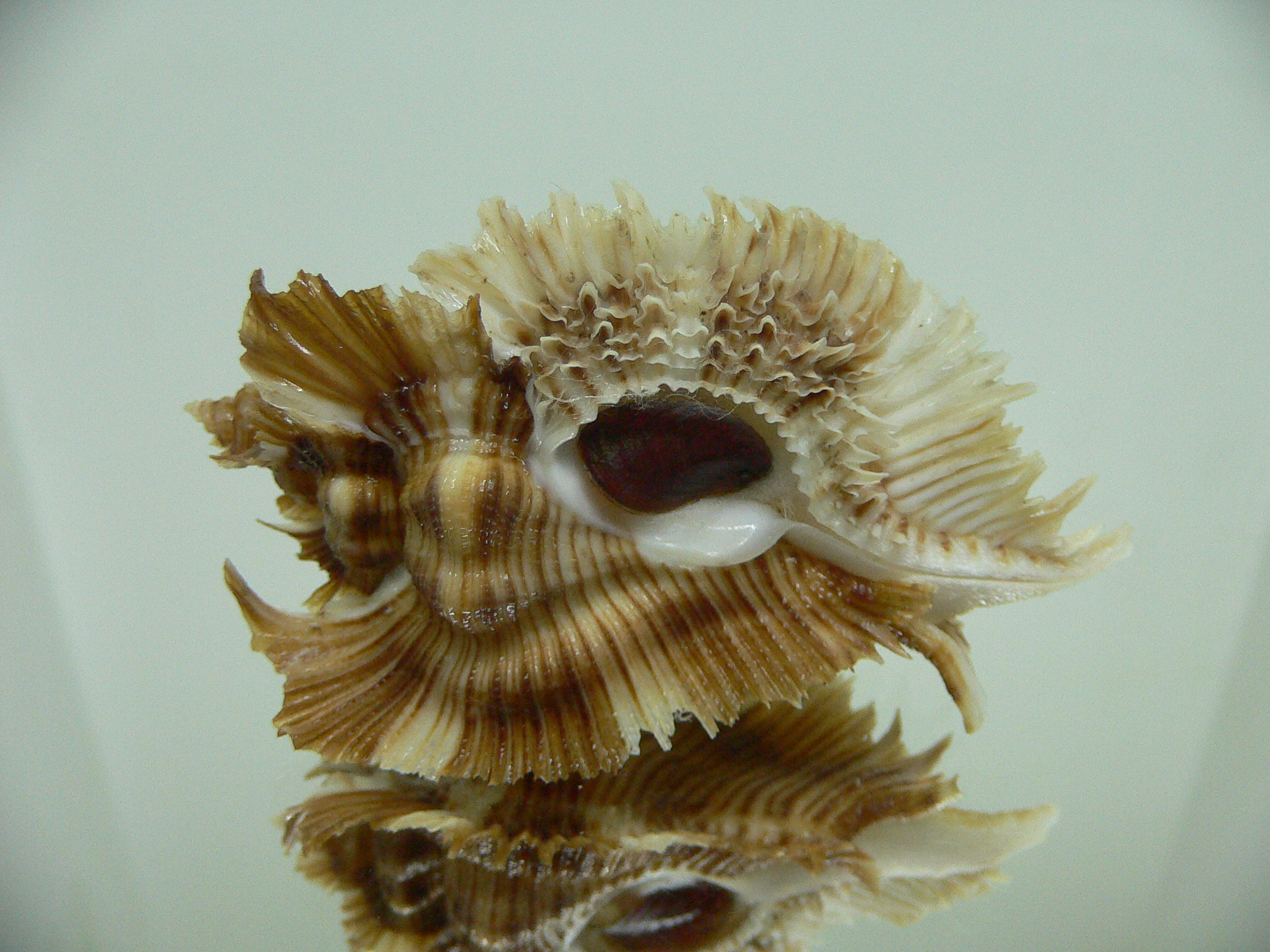 Chicoreus miyokoae IDEAL