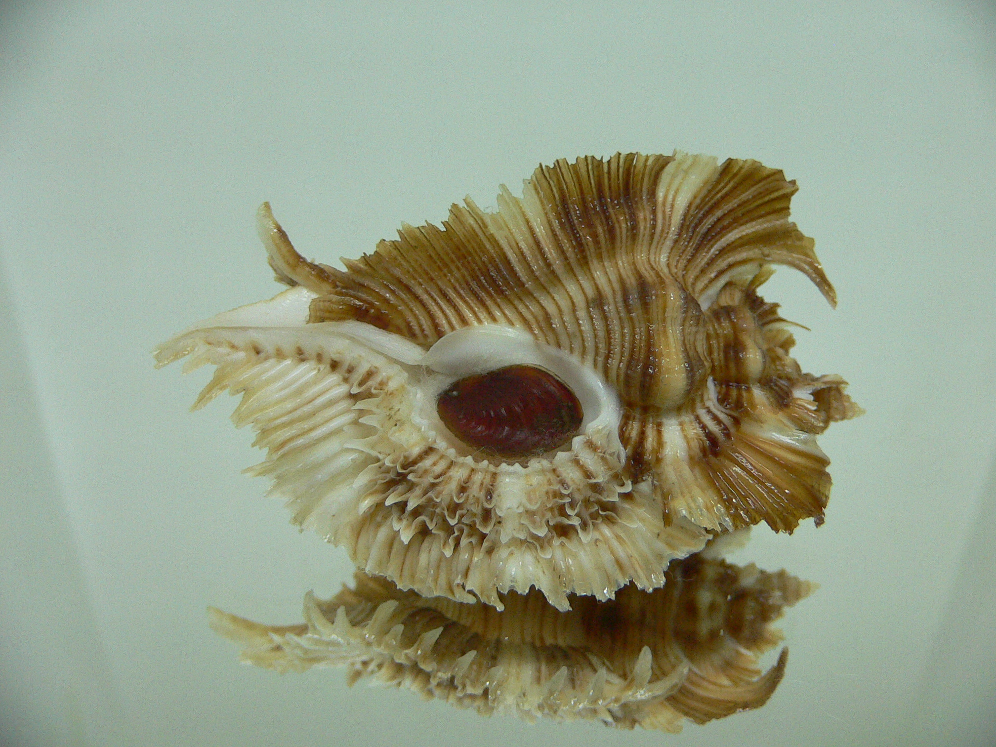 Chicoreus miyokoae IDEAL