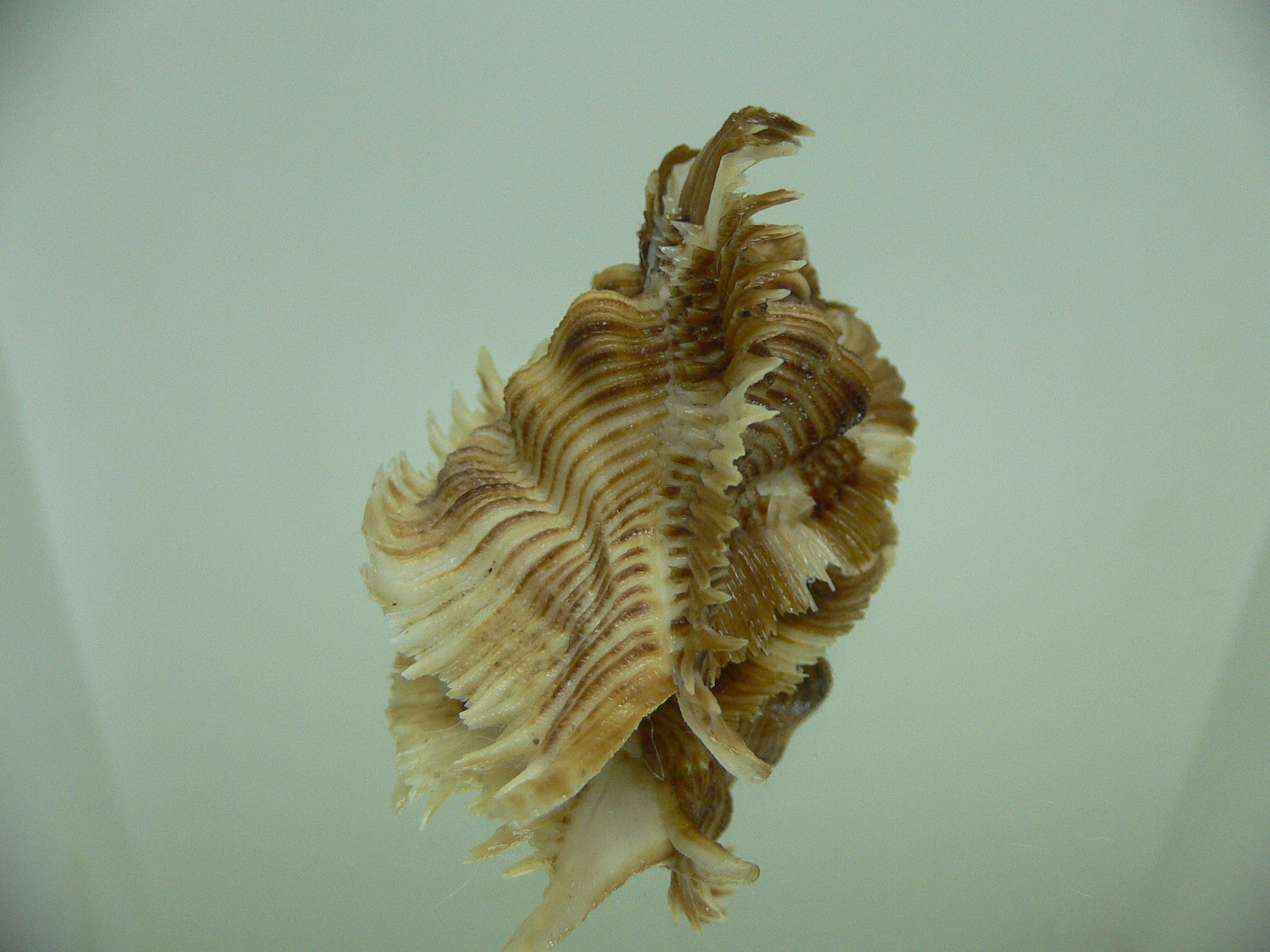 Chicoreus miyokoae IDEAL
