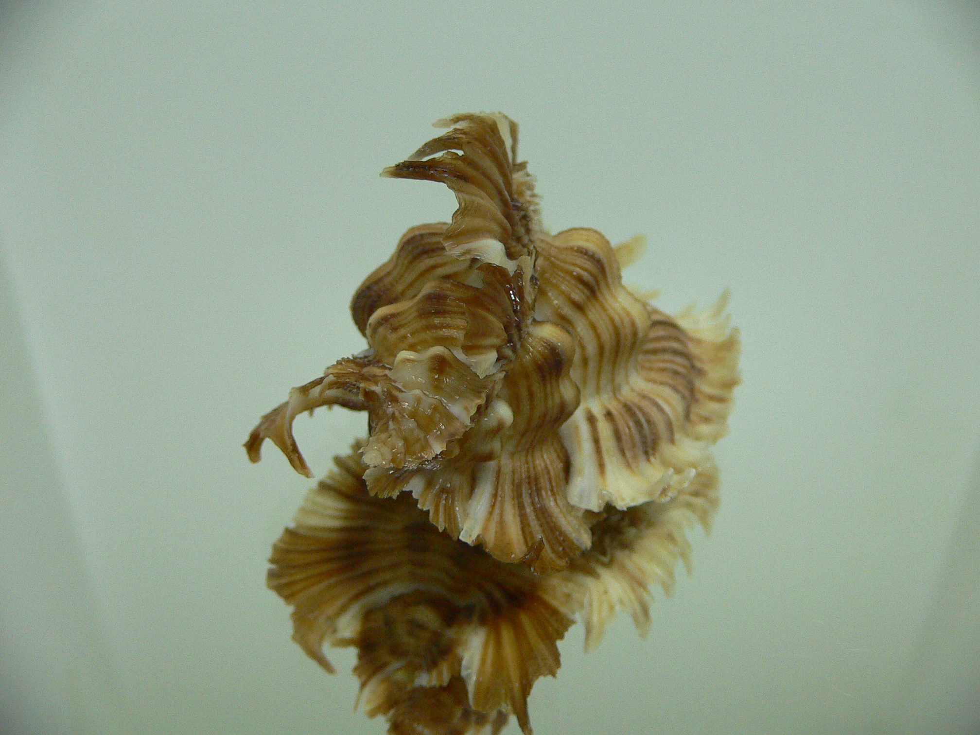 Chicoreus miyokoae IDEAL