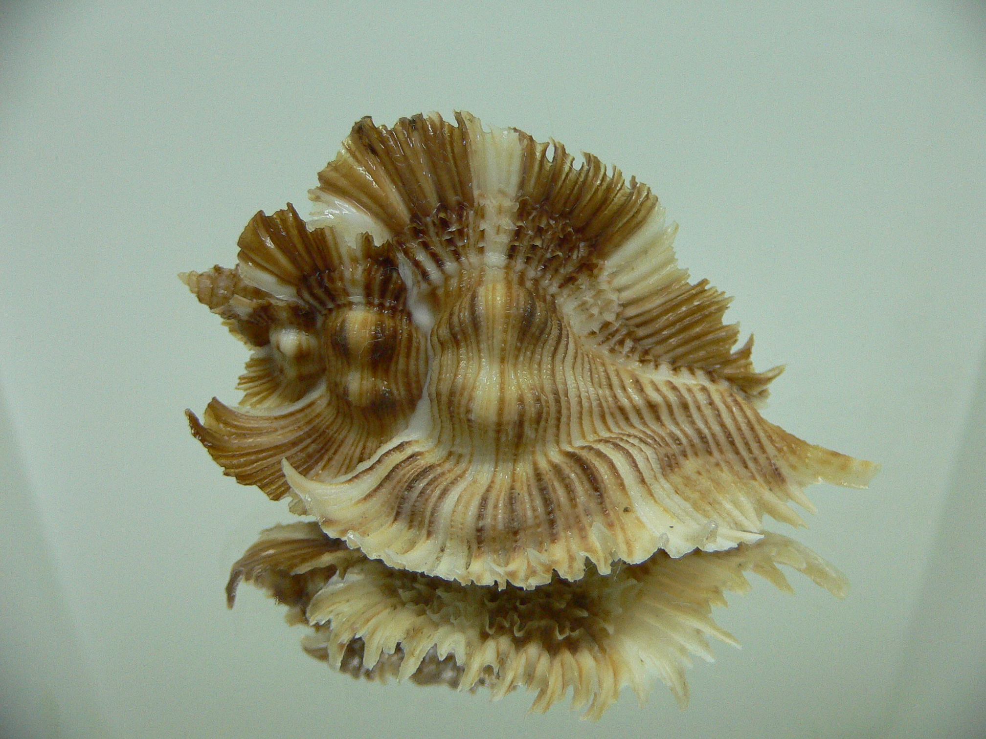 Chicoreus miyokoae IDEAL