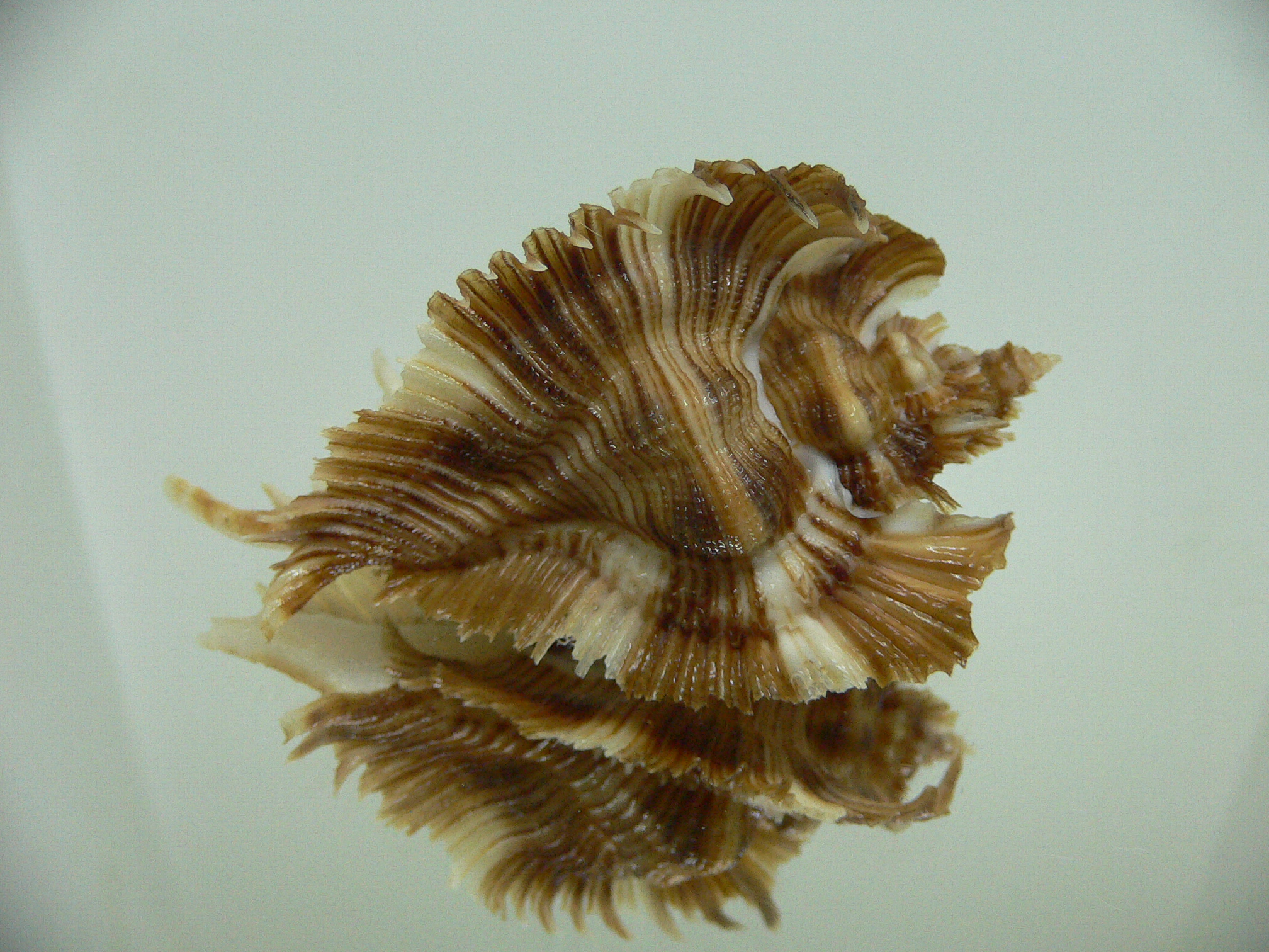 Chicoreus miyokoae IDEAL