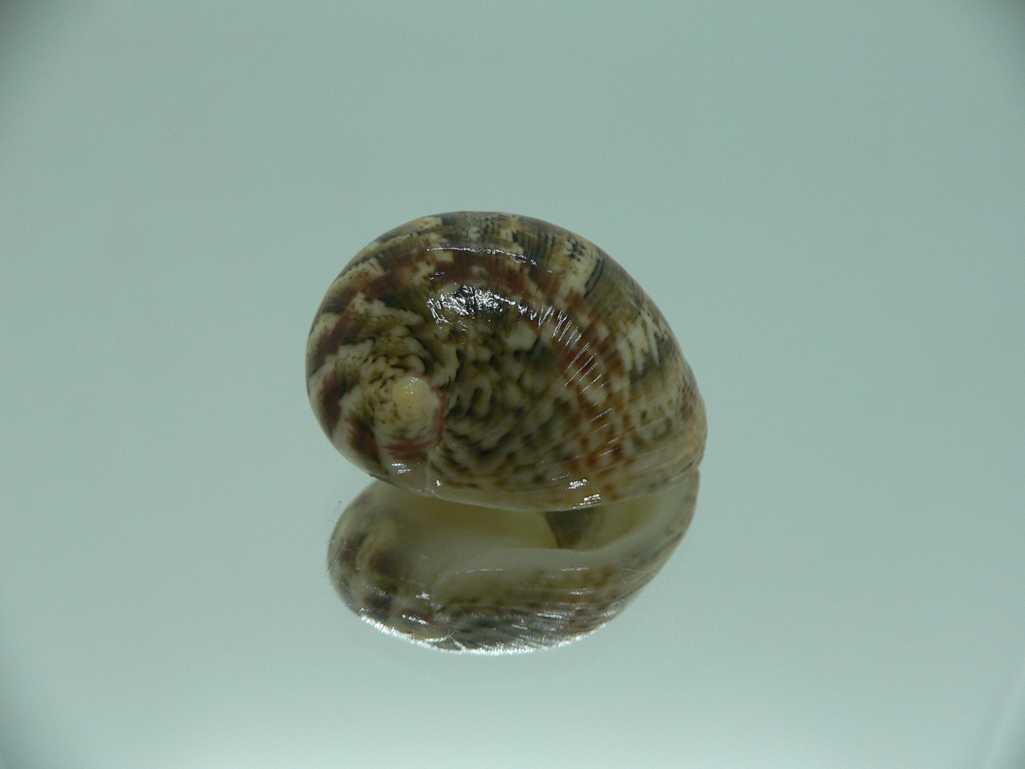Nerita polita polita PALE YELLOW