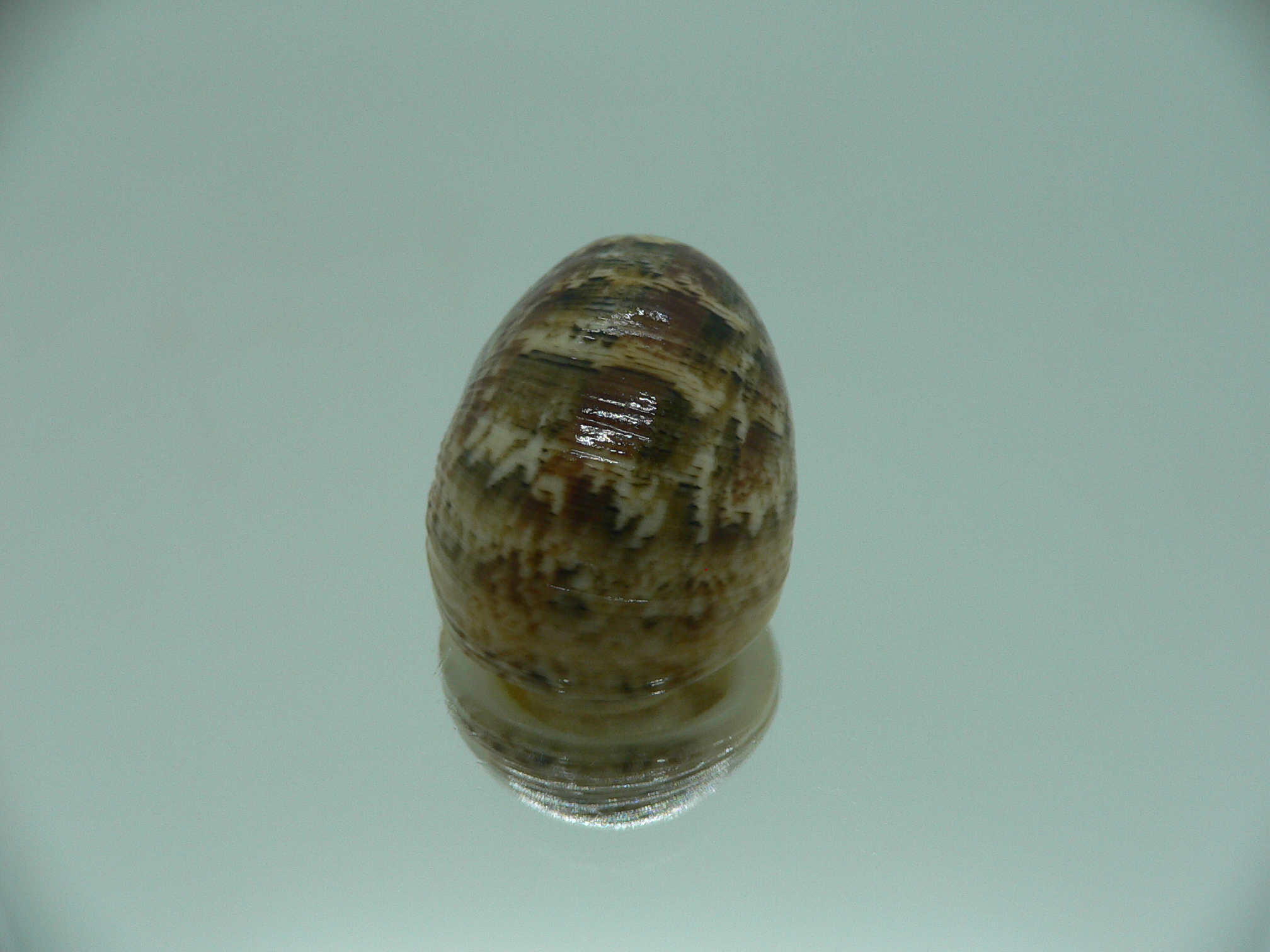 Nerita polita polita PALE YELLOW