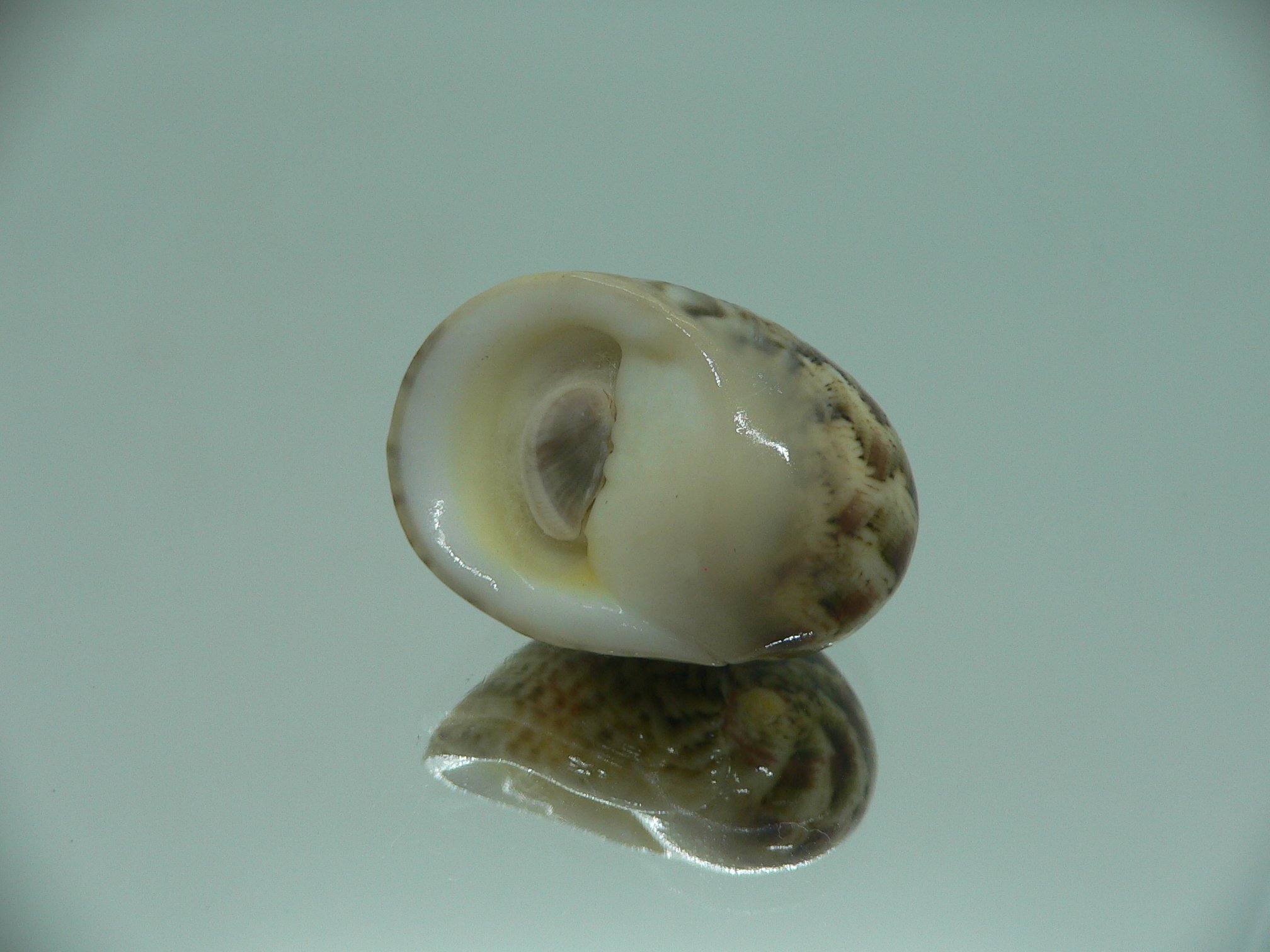 Nerita polita polita PALE YELLOW