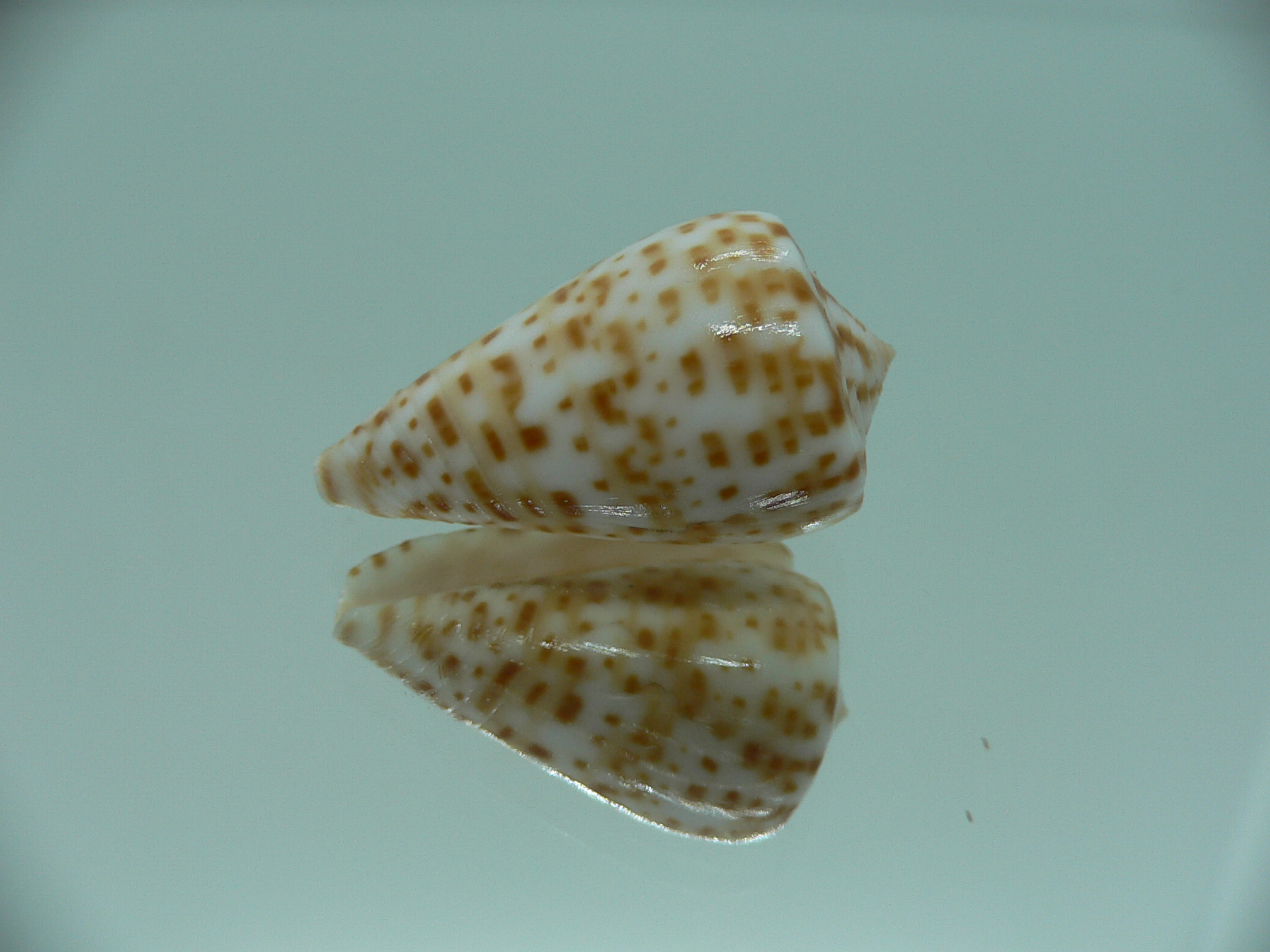 Conus spurius