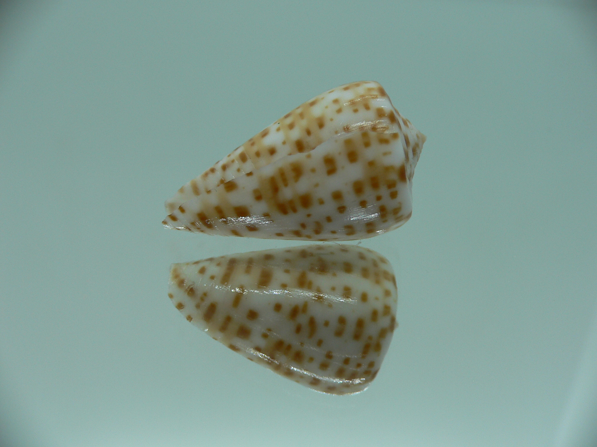Conus spurius
