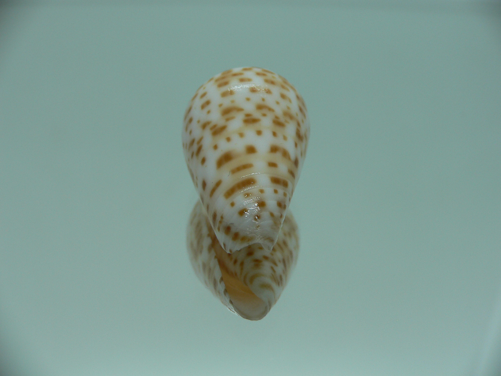 Conus spurius