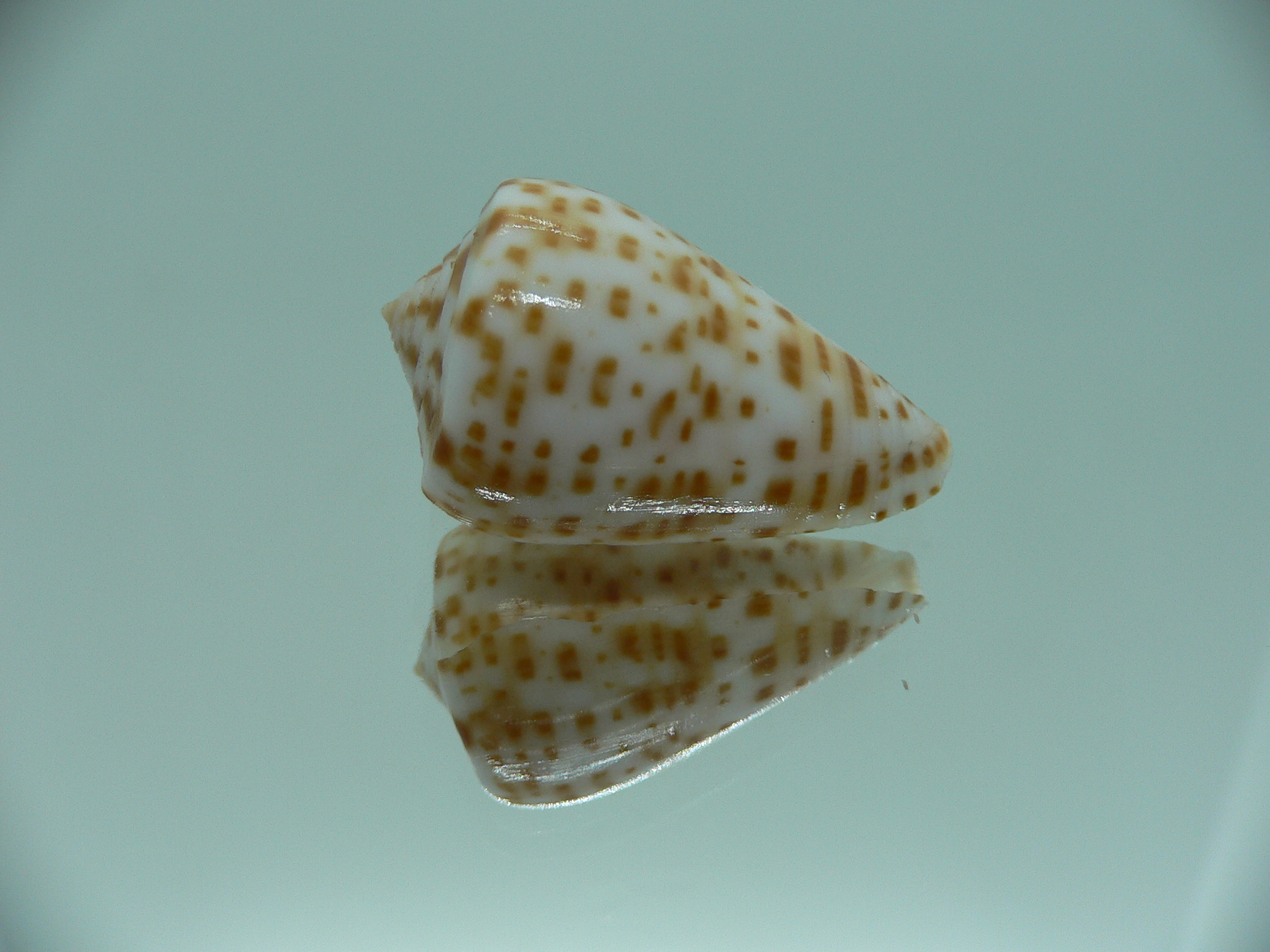 Conus spurius