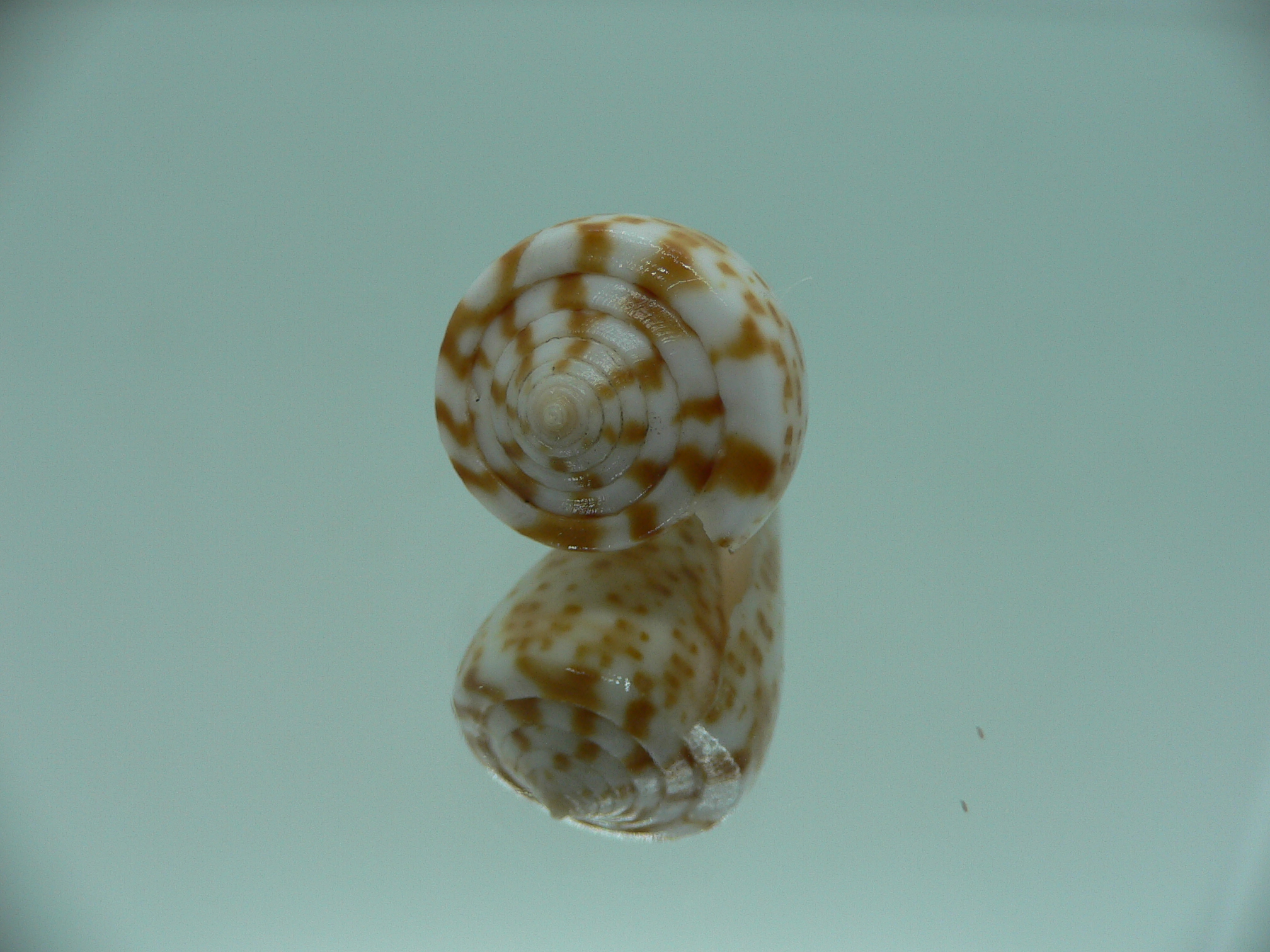 Conus spurius