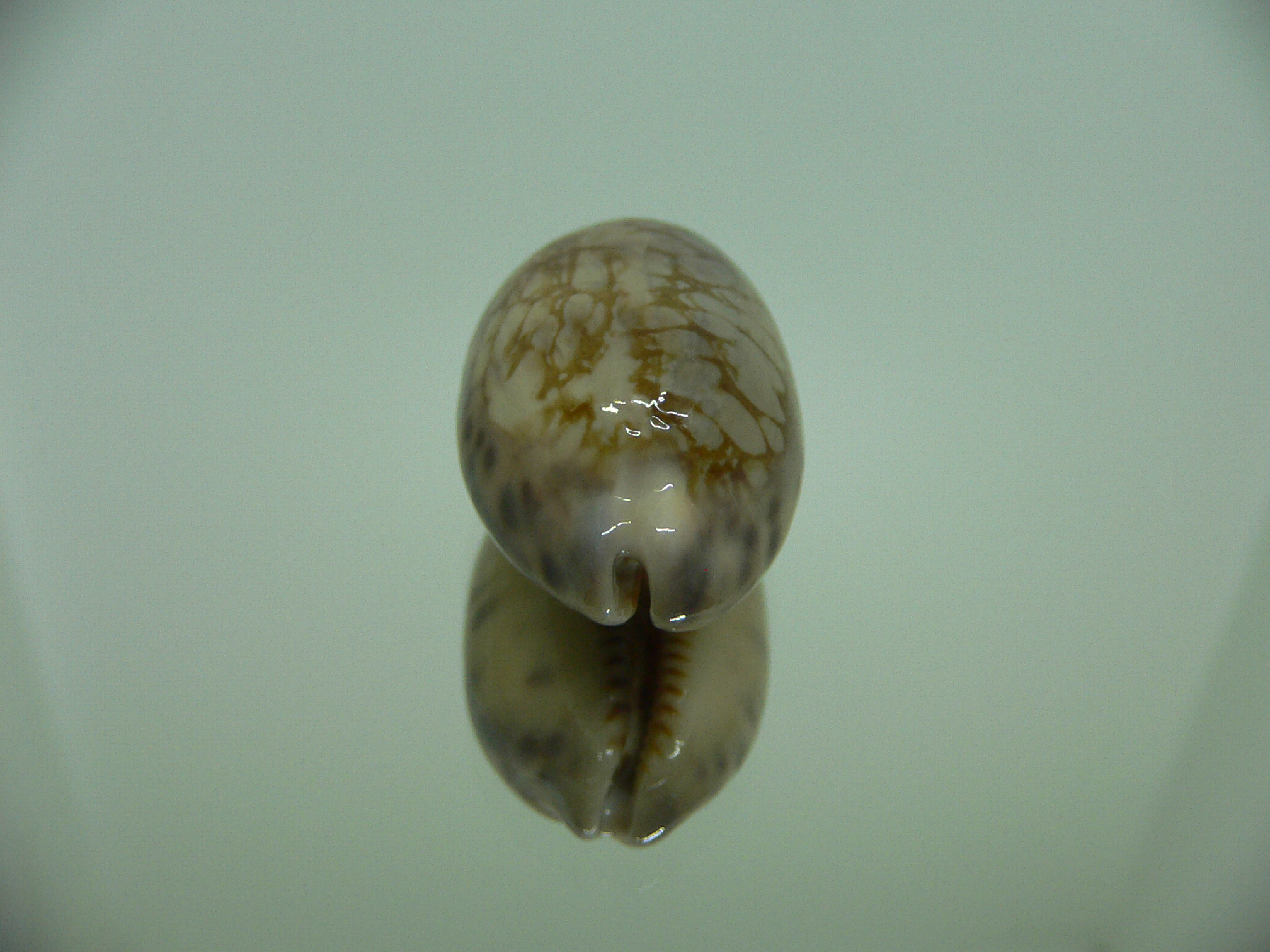 Cypraea scurra occidia UNUSUAL