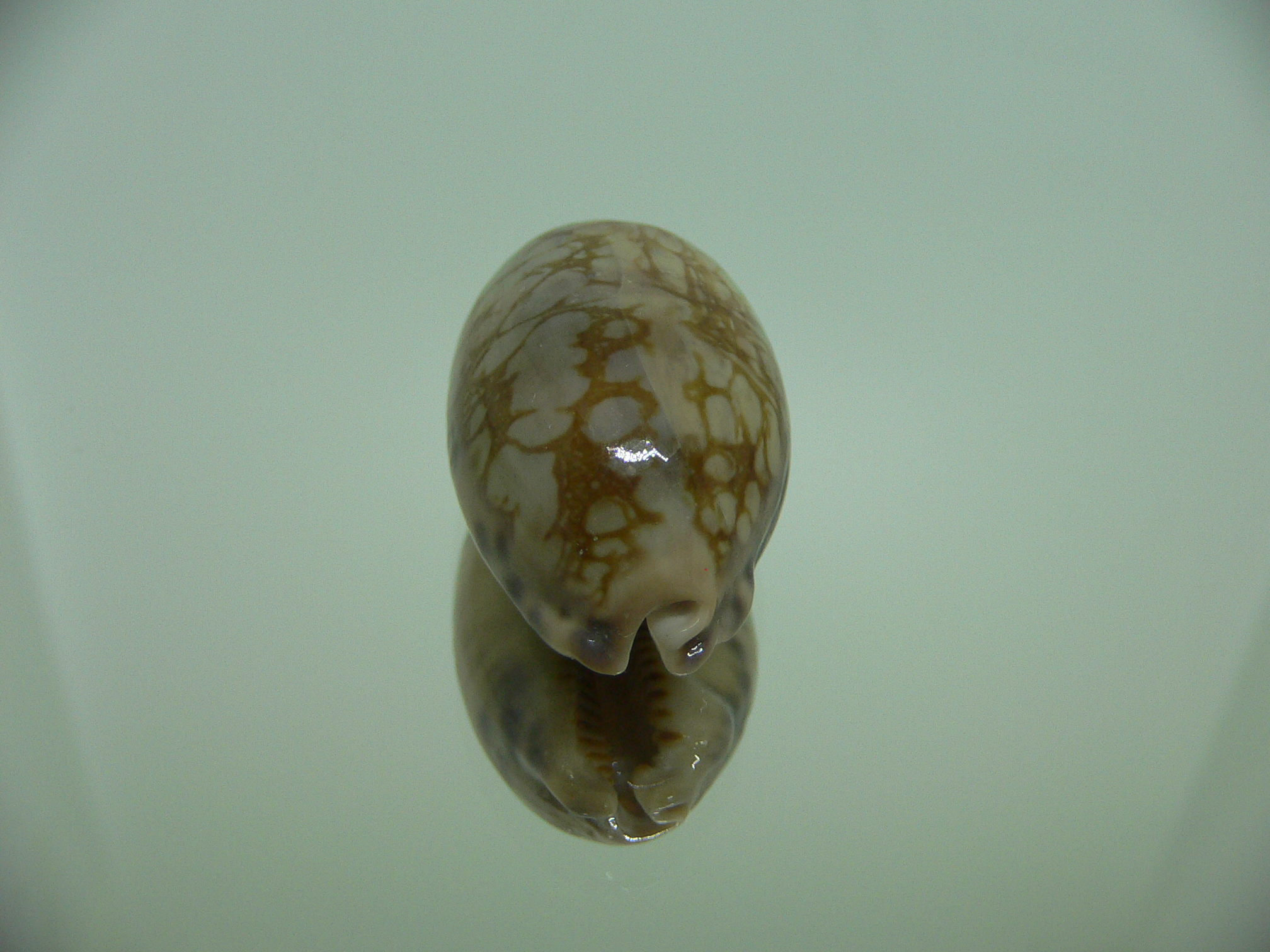 Cypraea scurra occidia UNUSUAL