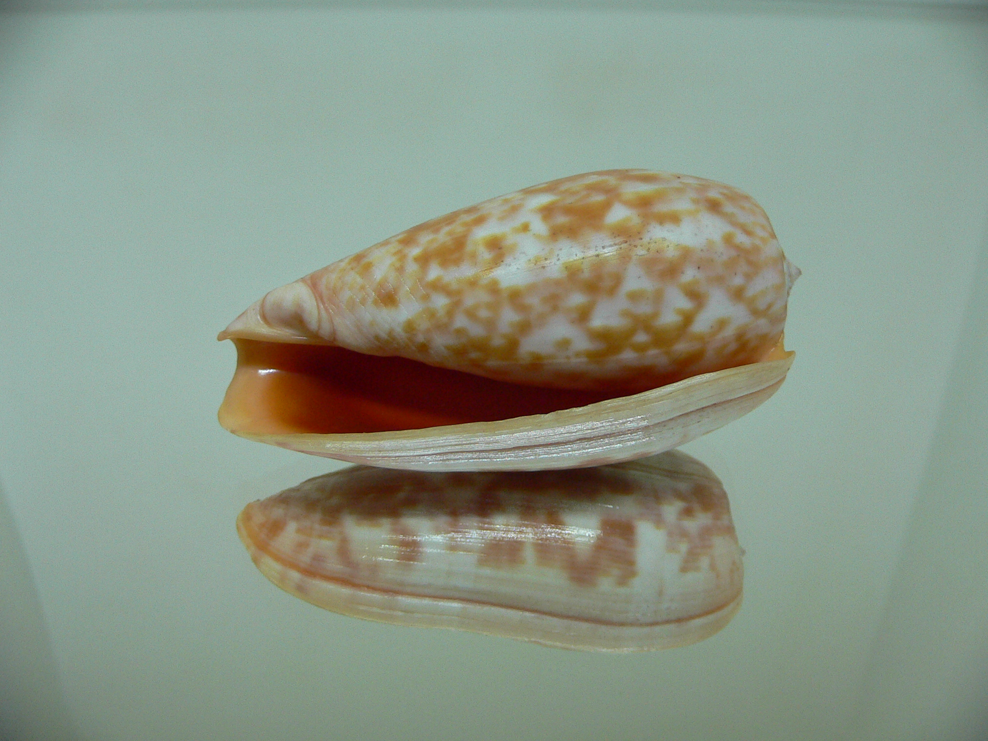 Conus bullatus pongo (var.) VERY BIG