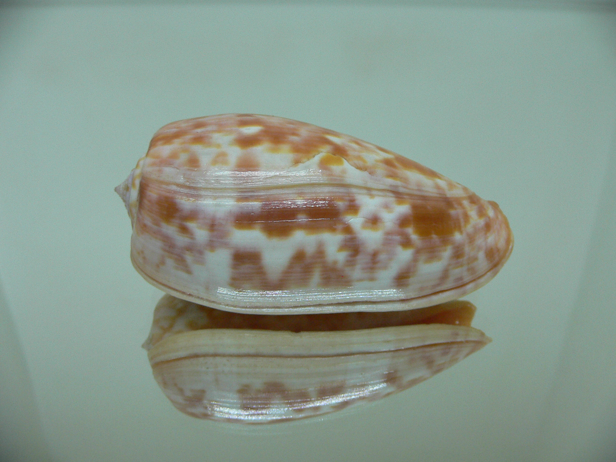 Conus bullatus pongo (var.) VERY BIG