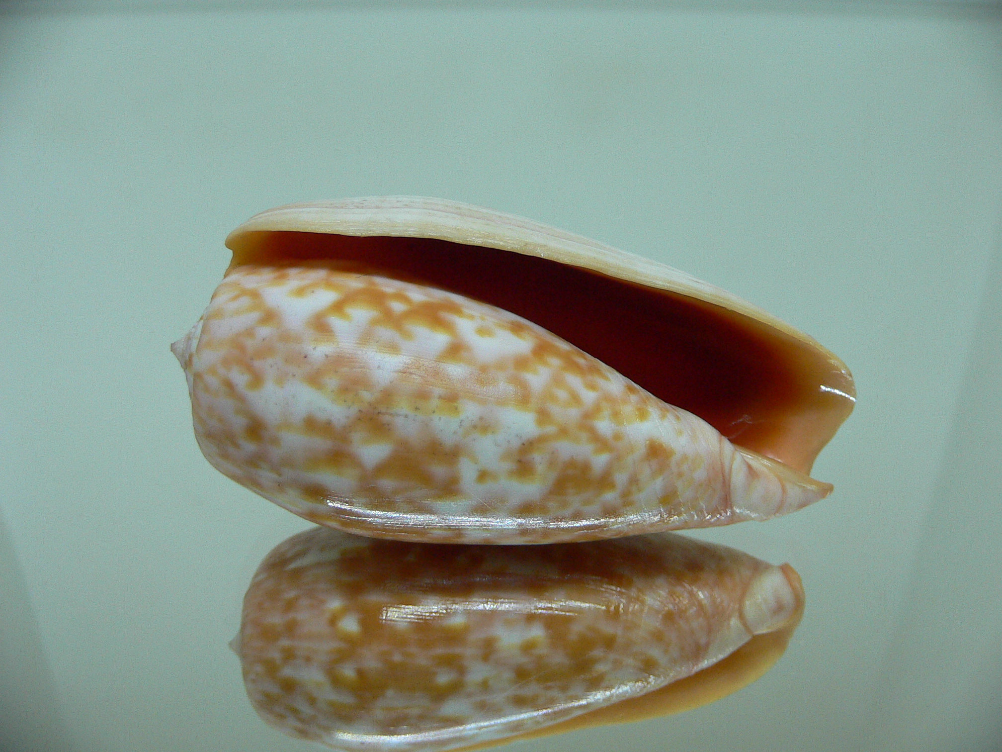 Conus bullatus pongo (var.) VERY BIG