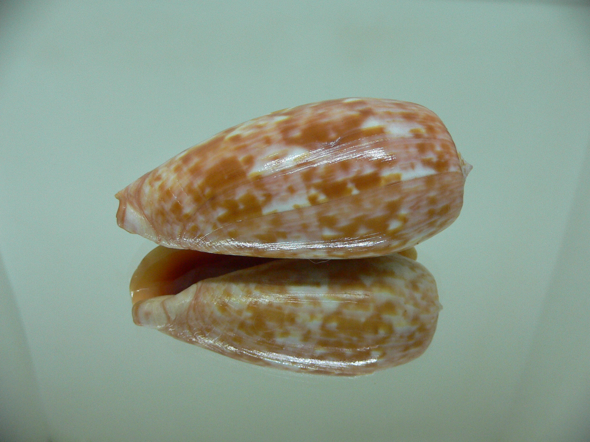 Conus bullatus pongo (var.) VERY BIG